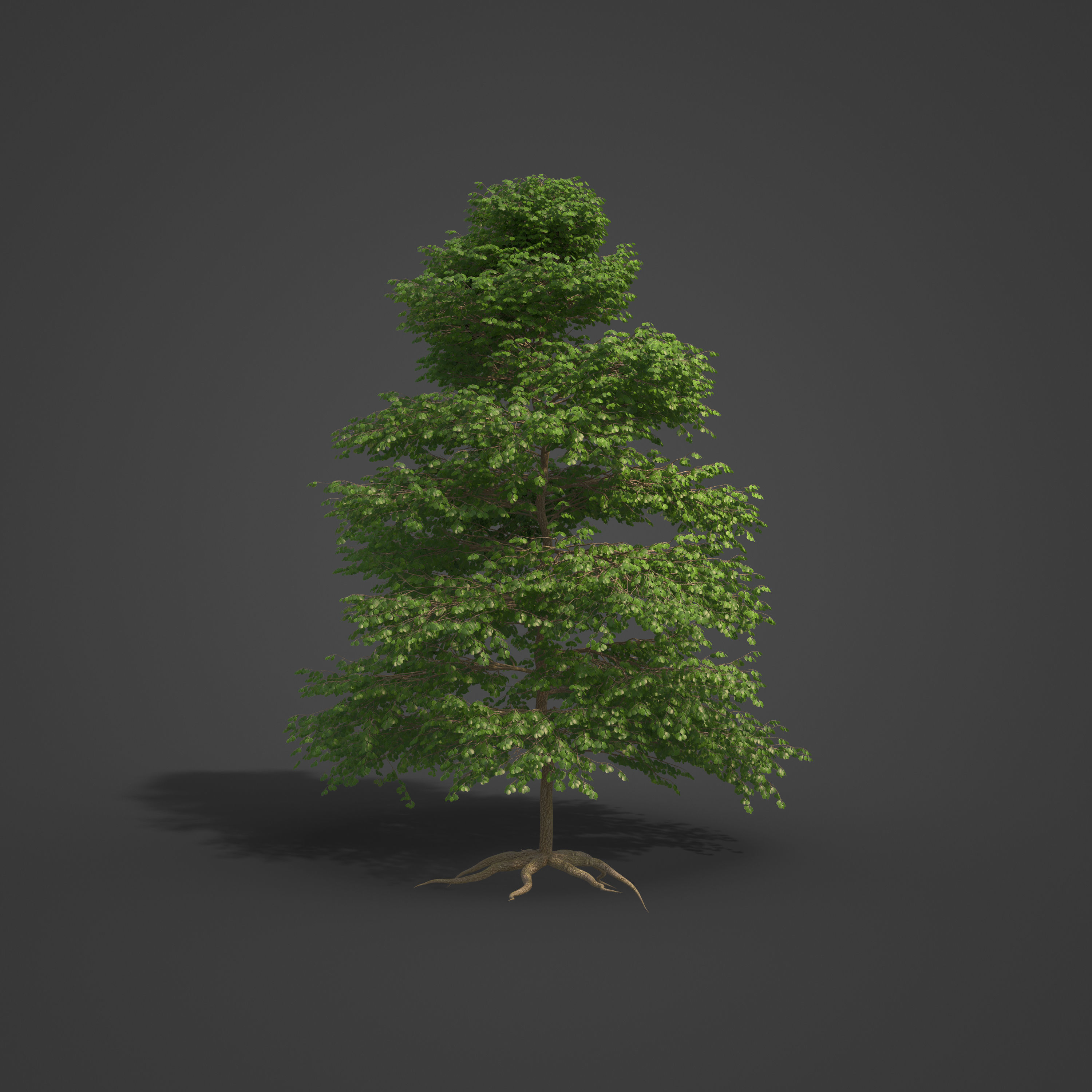 2021 PBR Black Alder Collection - Alnus Glutinosa 3D model_5