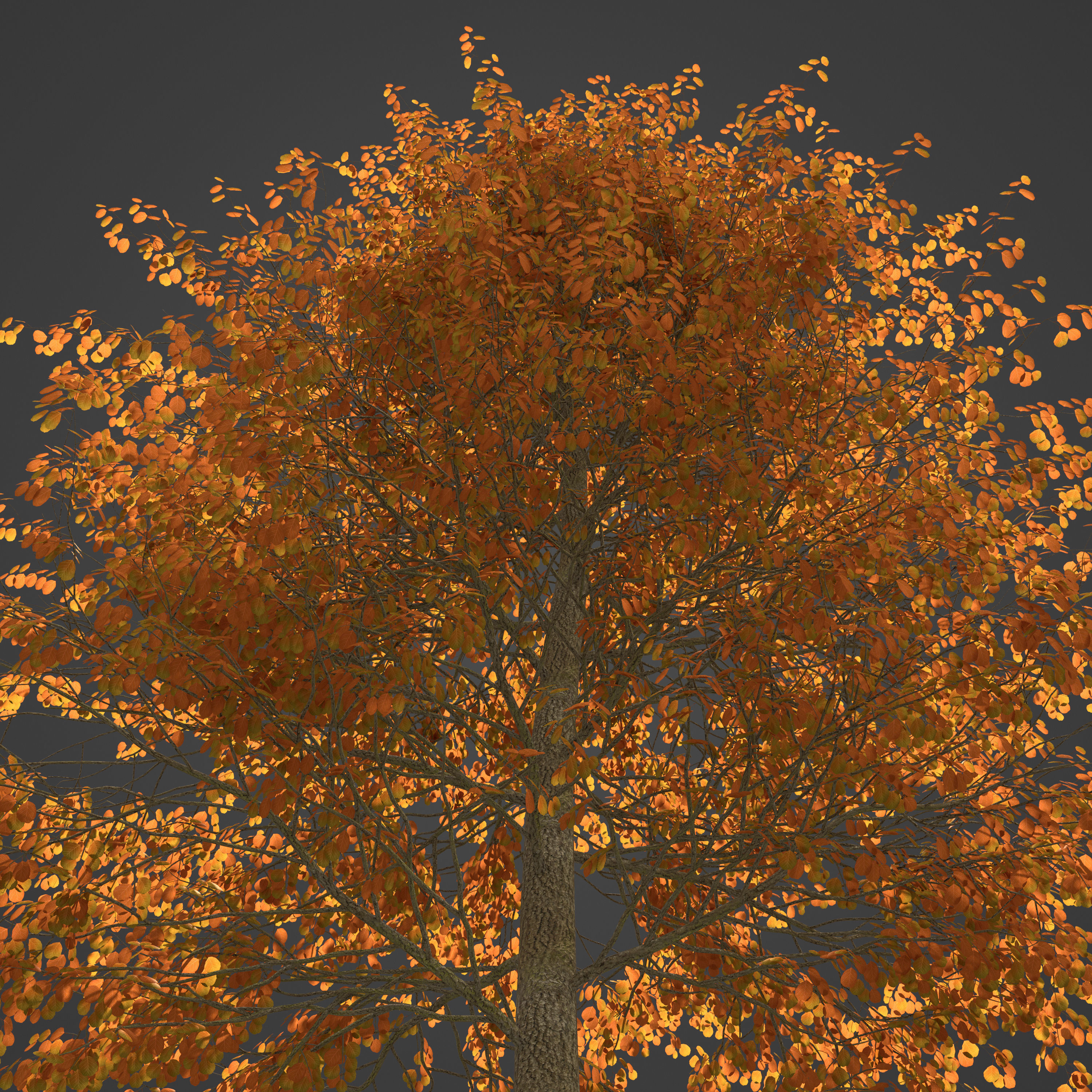 2021 PBR Black Alder Collection - Alnus Glutinosa 3D model_8