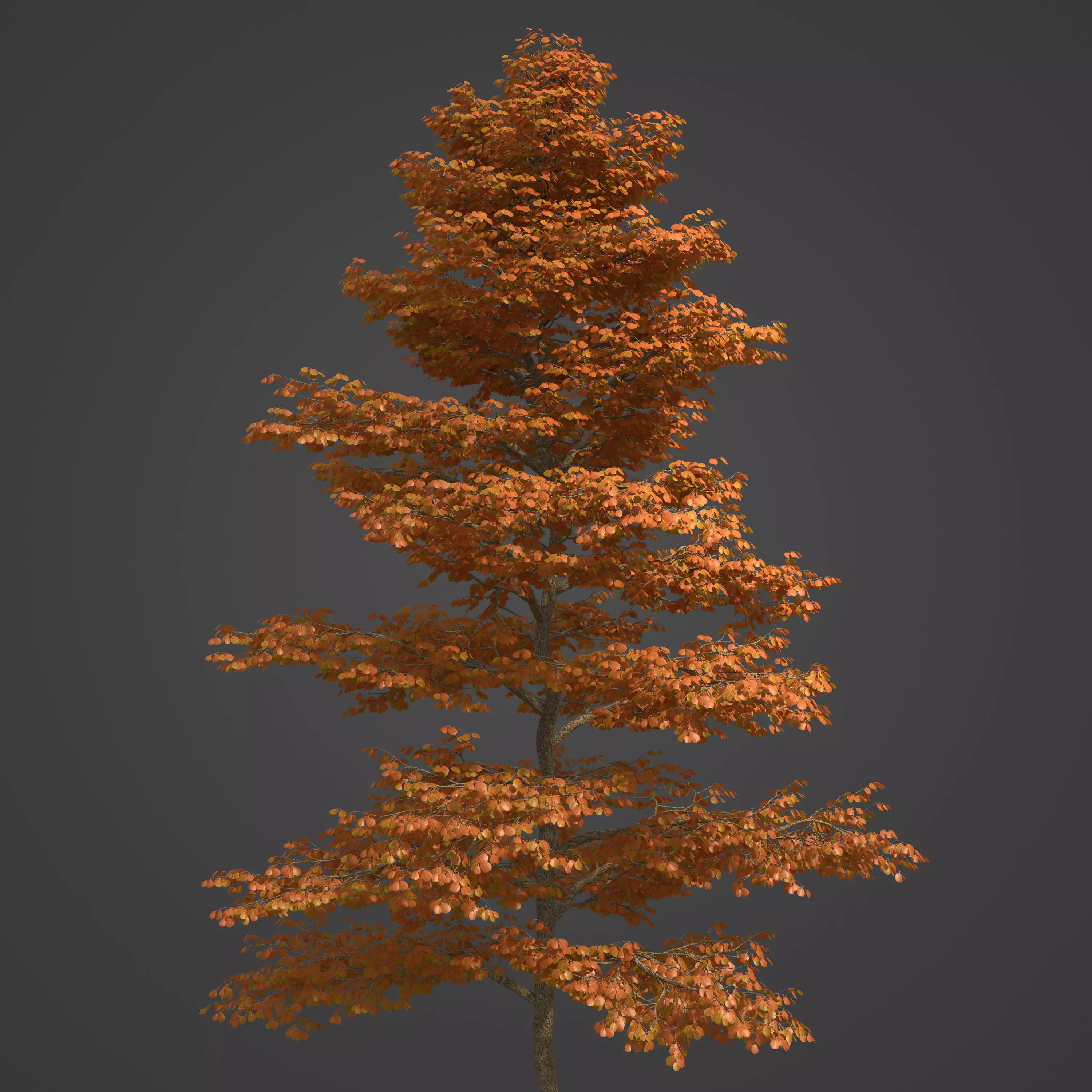 2021 PBR Black Alder Collection - Alnus Glutinosa 3D model_0