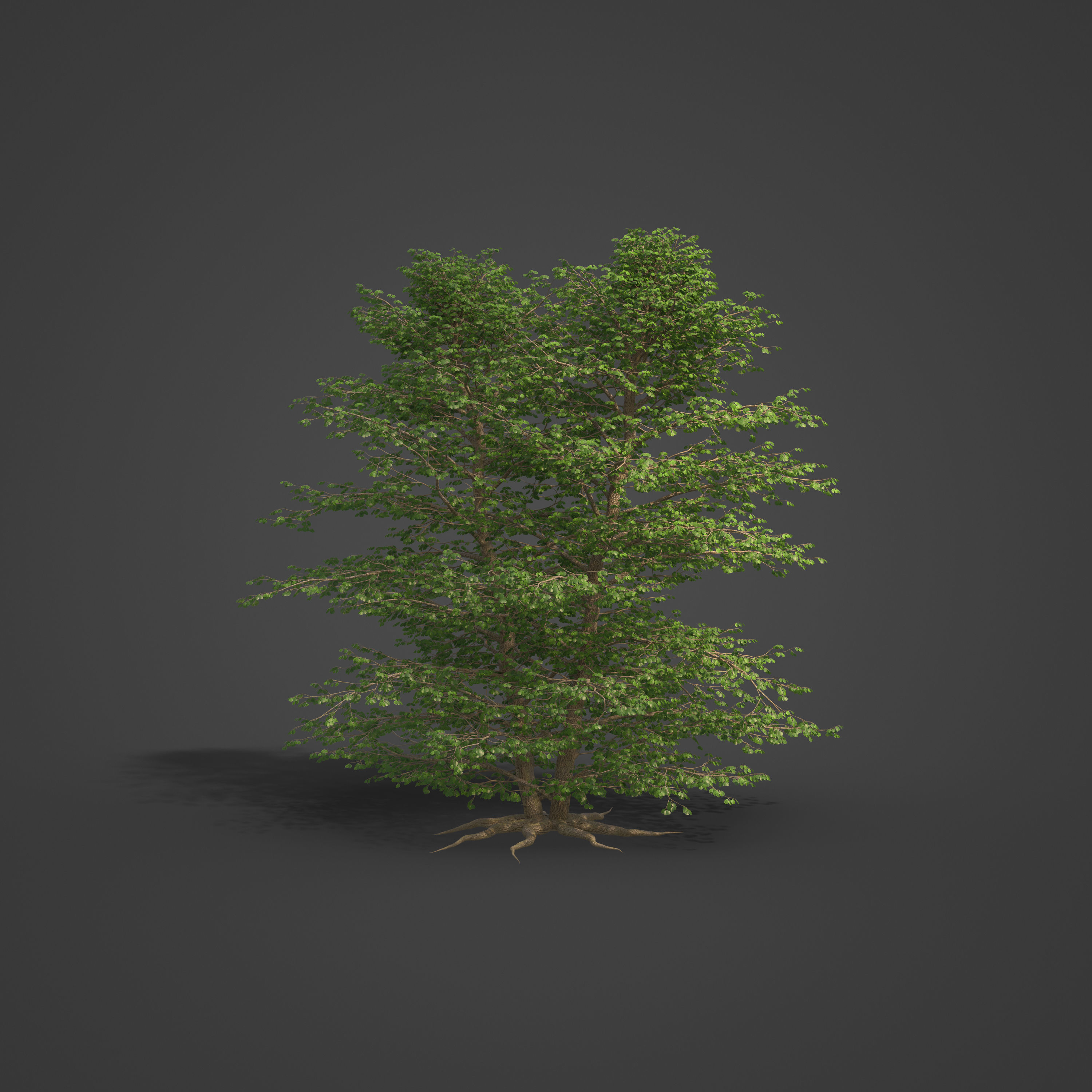 2021 PBR Black Alder Collection - Alnus Glutinosa 3D model_6