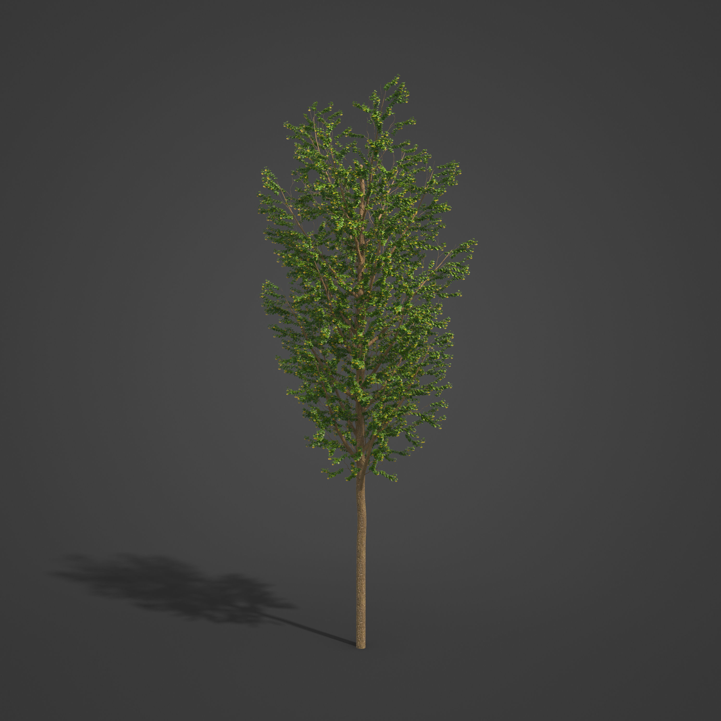 2021 PBR Broad Leaved Linden Collection - Tilia Platyphyllos 3D model_4