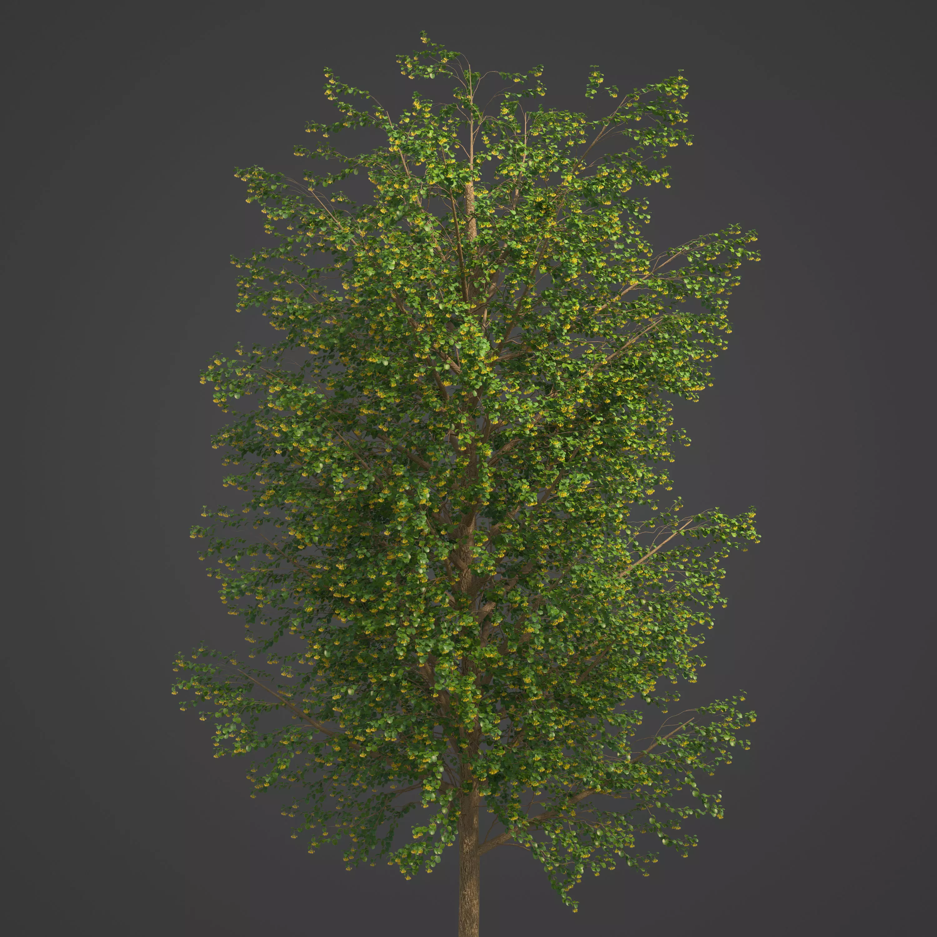 2021 PBR Broad Leaved Linden Collection - Tilia Platyphyllos 3D model_0