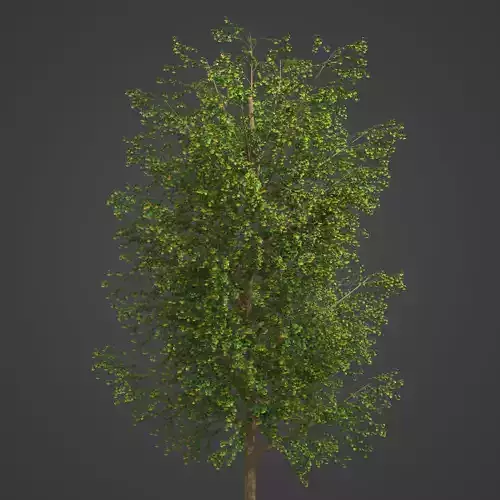 2021 PBR Broad Leaved Linden Collection - Tilia Platyphyllos  3D model