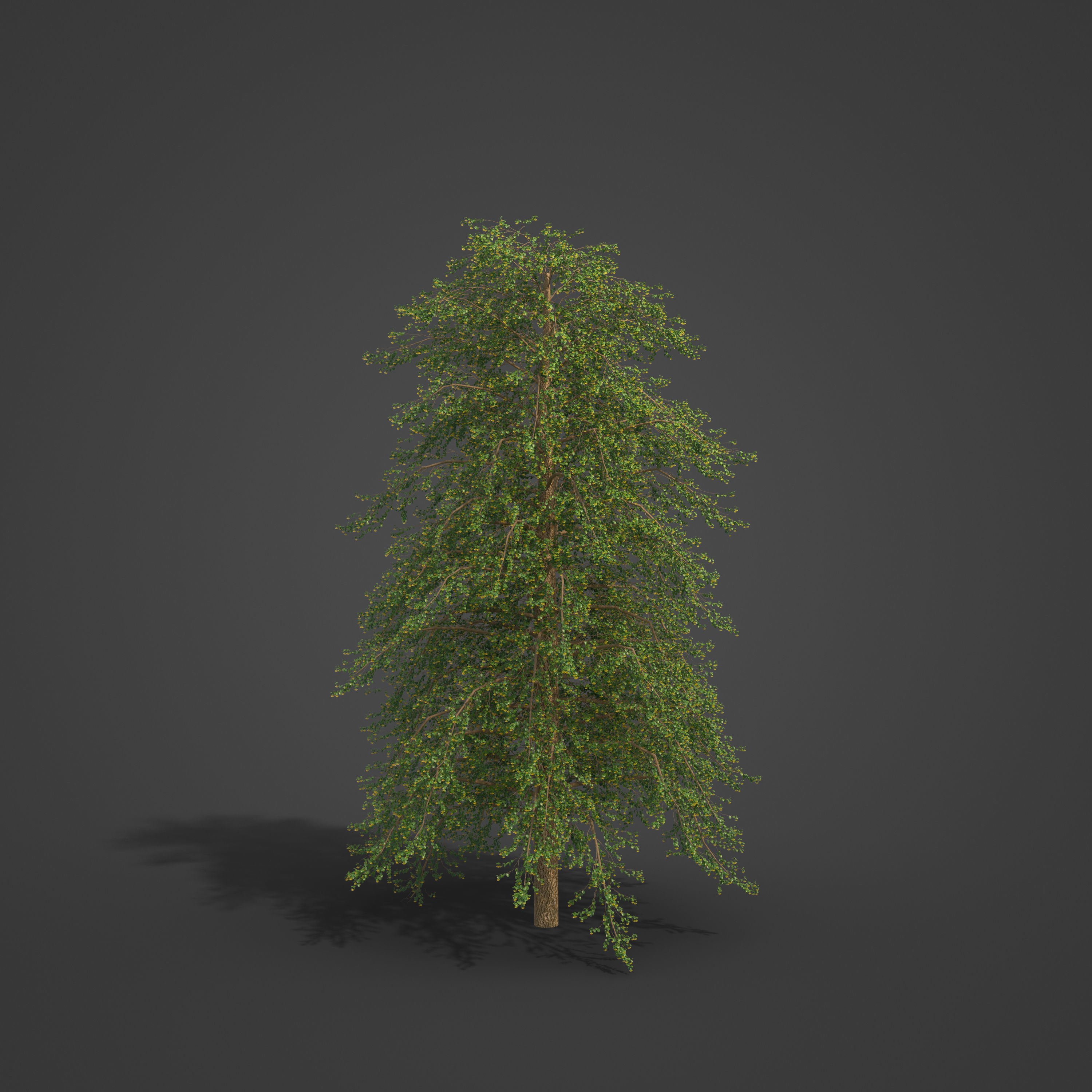 2021 PBR Broad Leaved Linden Collection - Tilia Platyphyllos 3D model_6