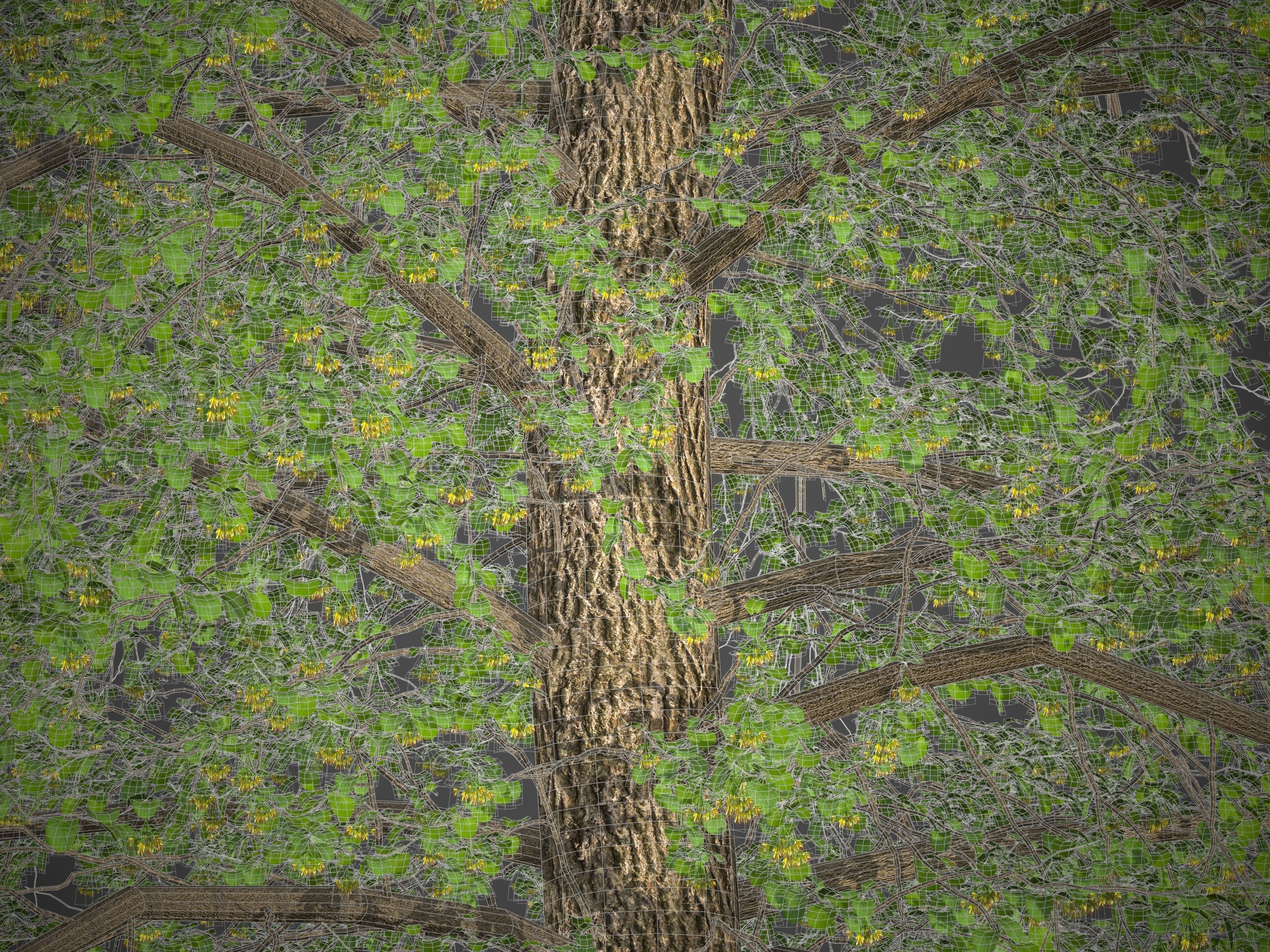2021 PBR Broad Leaved Linden Collection - Tilia Platyphyllos 3D model_10