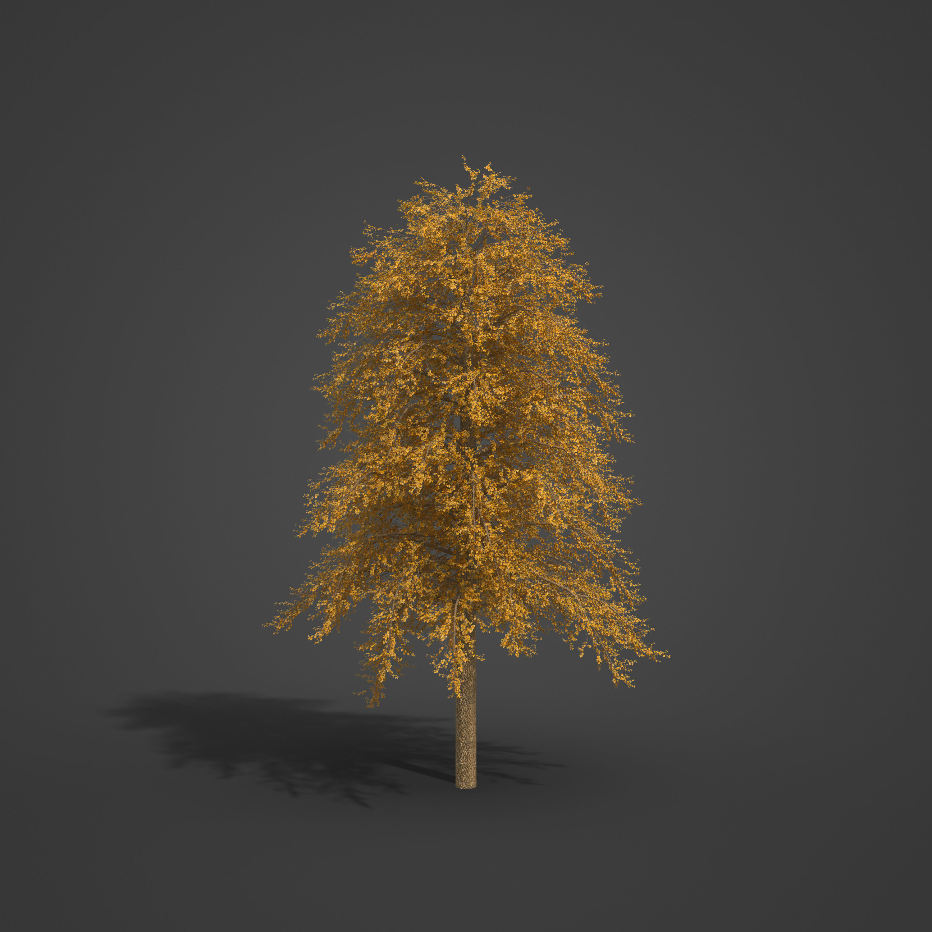 2021 PBR Broad Leaved Linden Collection - Tilia Platyphyllos 3D model_8