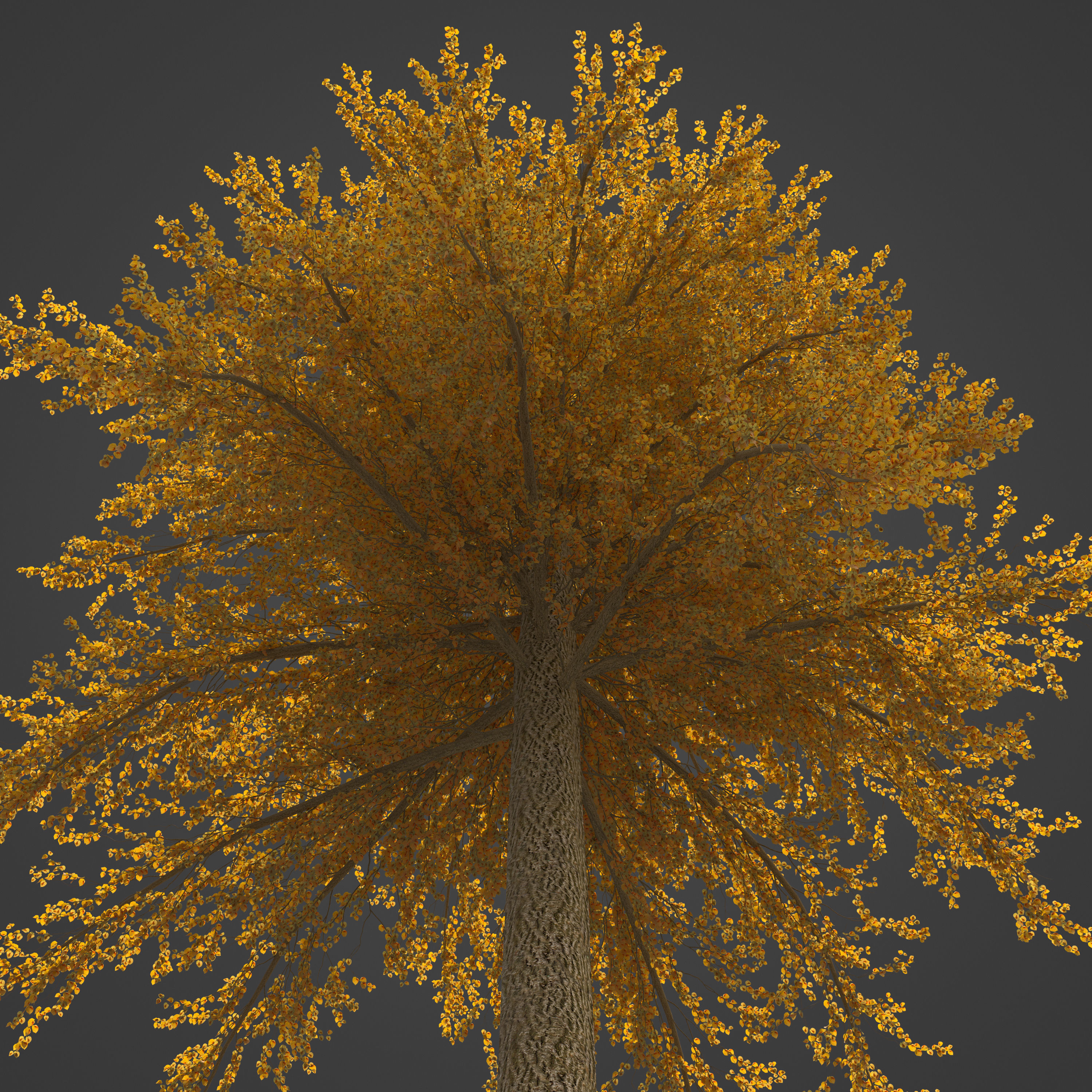 2021 PBR Broad Leaved Linden Collection - Tilia Platyphyllos 3D model_7
