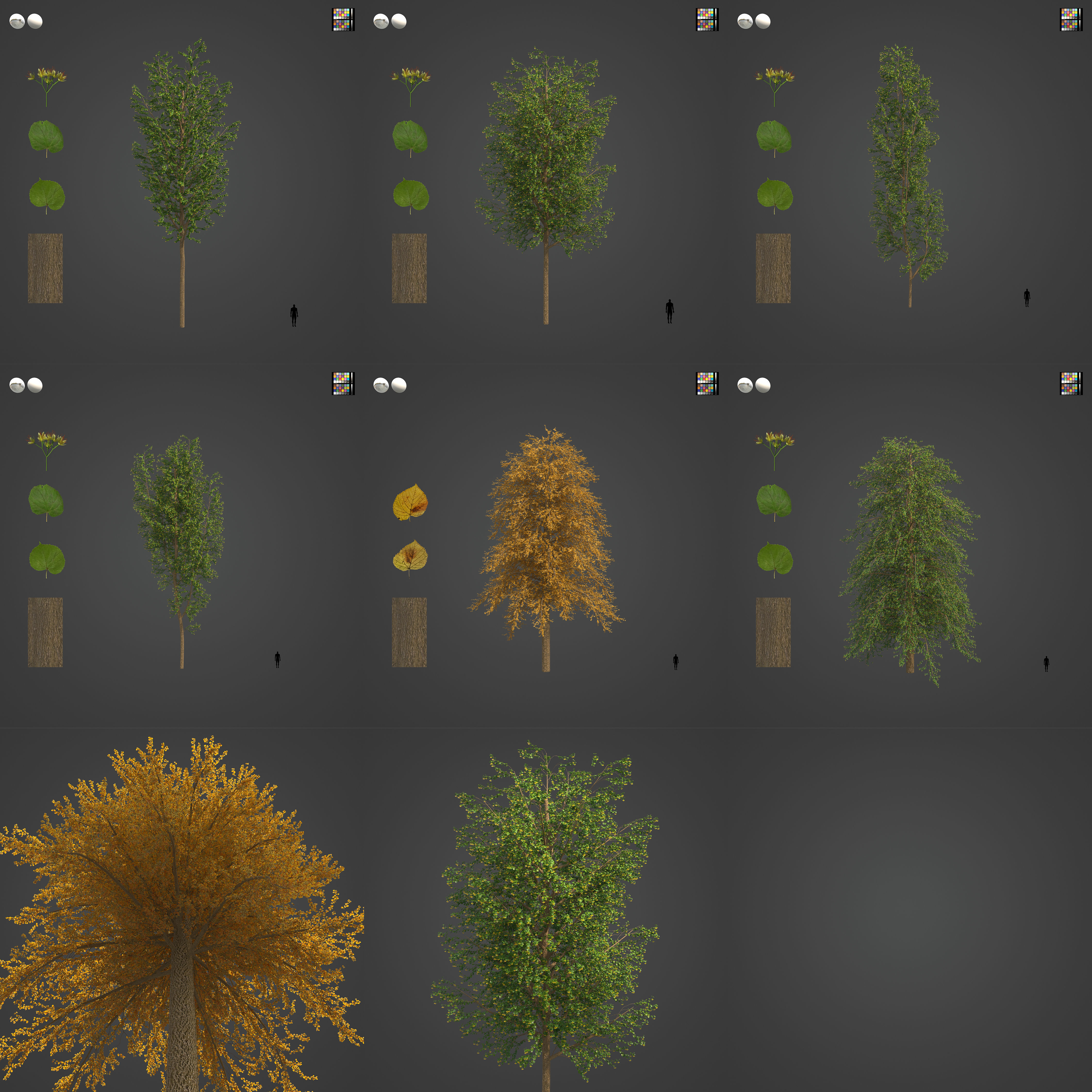 2021 PBR Broad Leaved Linden Collection - Tilia Platyphyllos 3D model_3