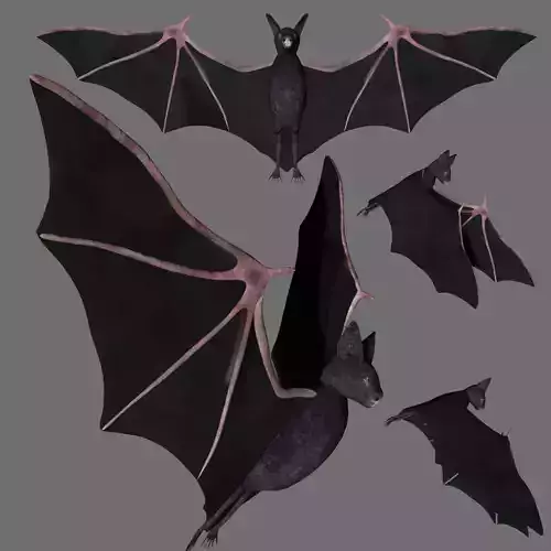 Bat with wings 2