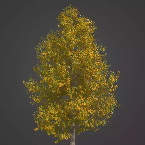 2021 PBR Silver Linden Collection - Tilia Tomentosa 