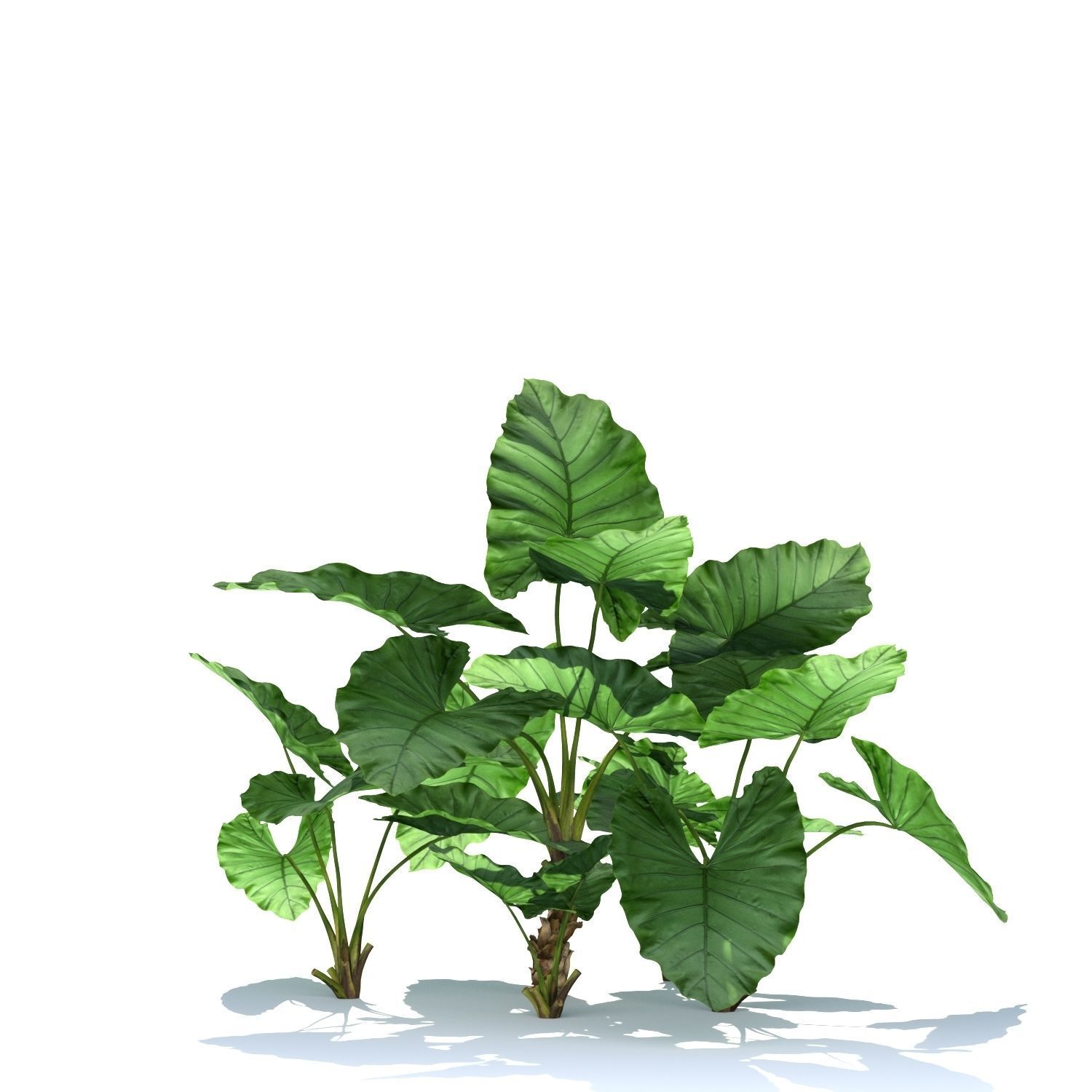 Zagg Alocasia macrorrhiza 3D model_6