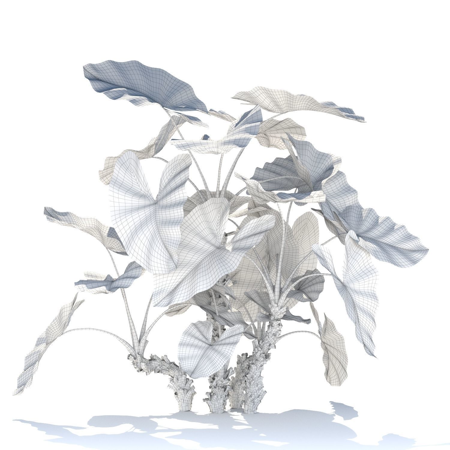 Zagg Alocasia macrorrhiza 3D model_11