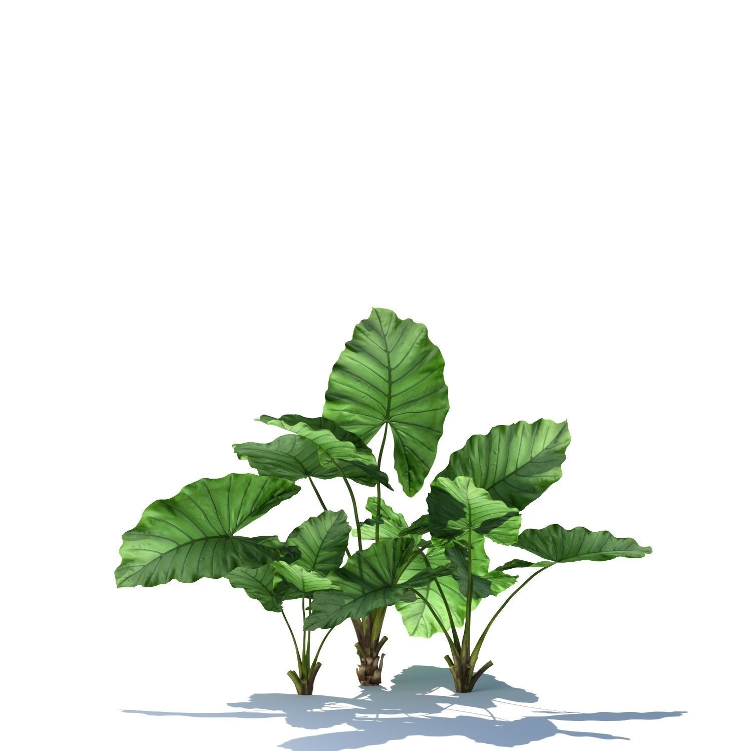Zagg Alocasia macrorrhiza 3D model_7