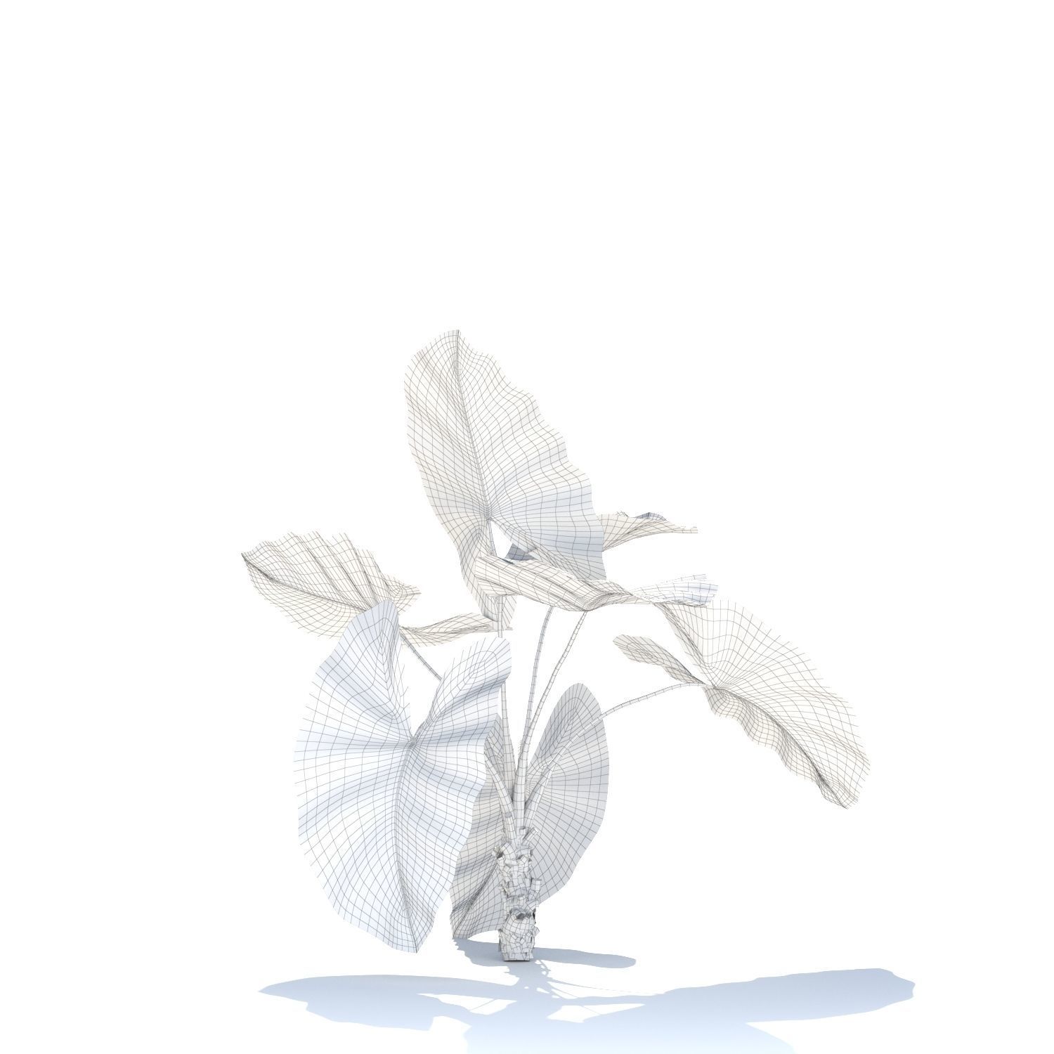 Zagg Alocasia macrorrhiza 3D model_14