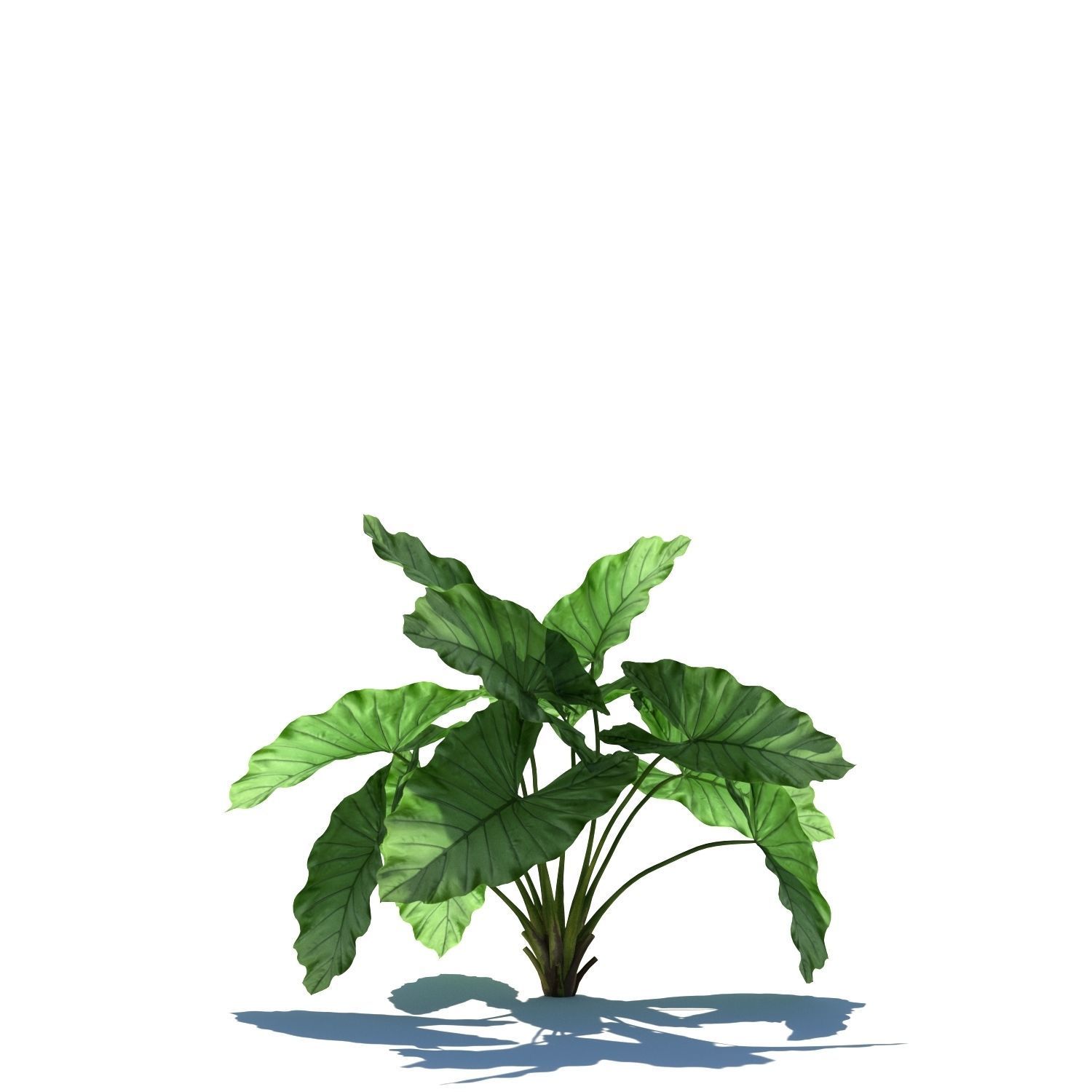 Zagg Alocasia macrorrhiza 3D model_9