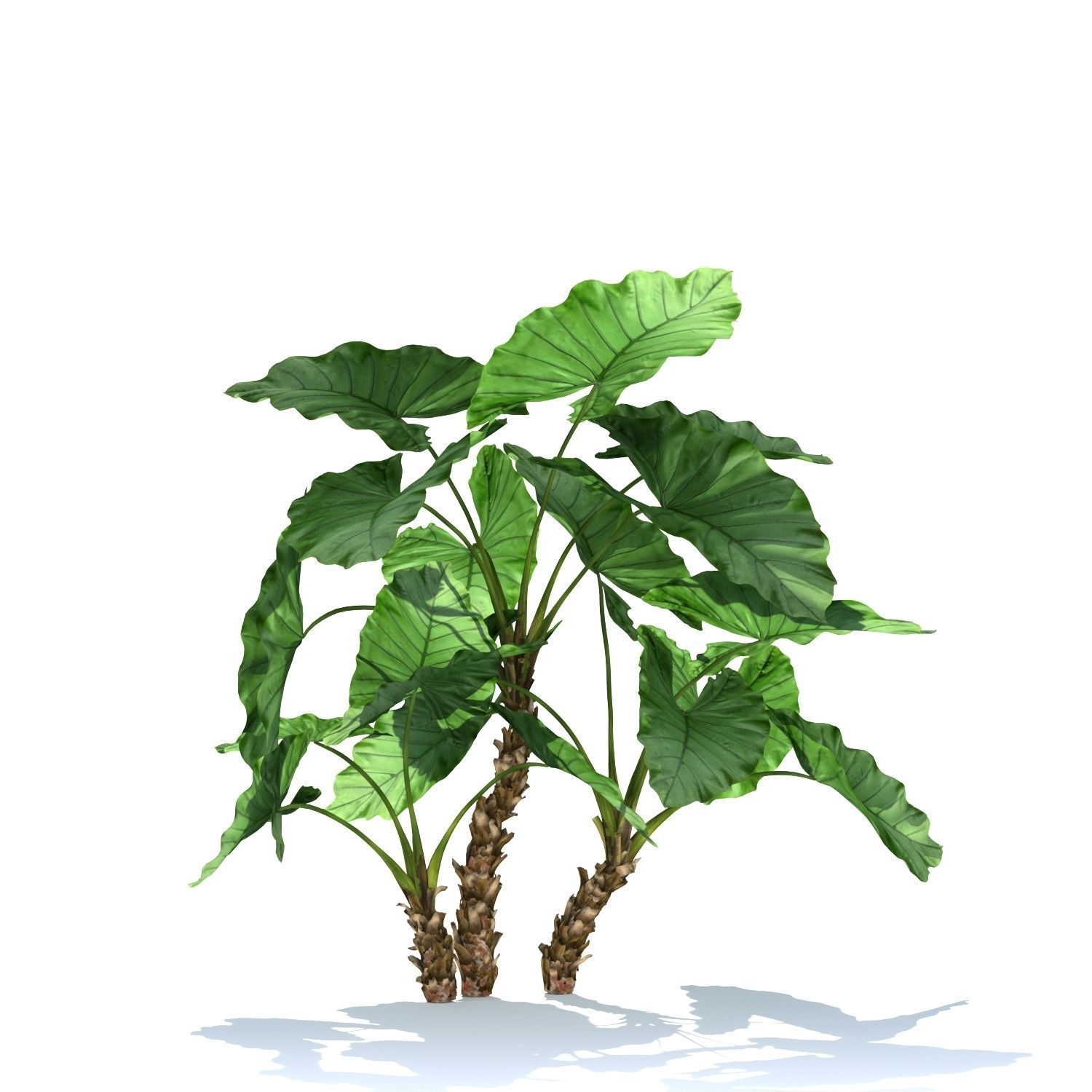 Zagg Alocasia macrorrhiza 3D model_3