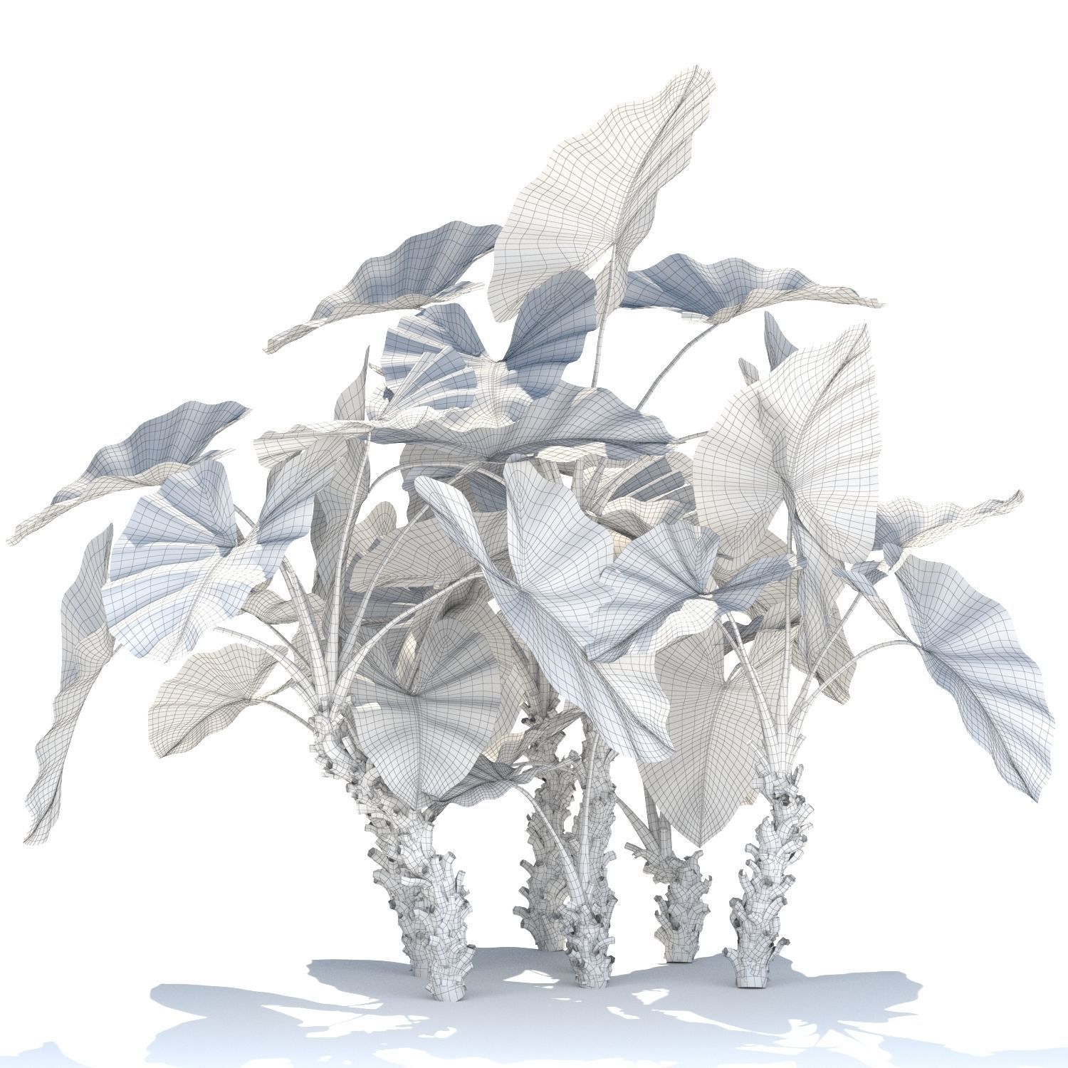 Zagg Alocasia macrorrhiza 3D model_10