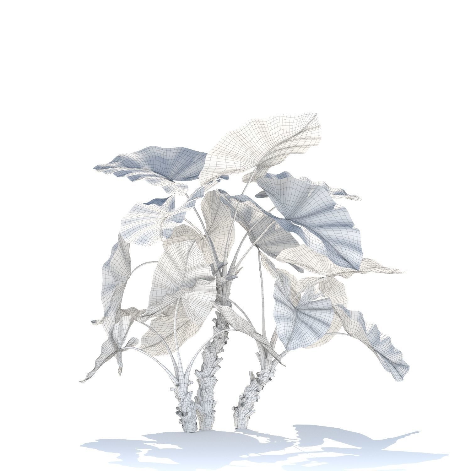 Zagg Alocasia macrorrhiza 3D model_12