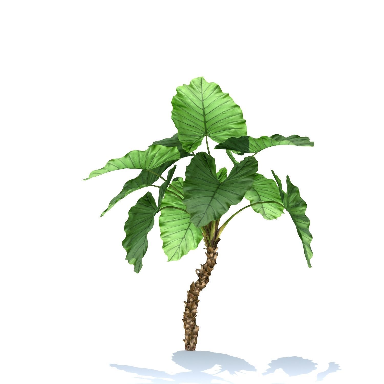 Zagg Alocasia macrorrhiza 3D model_4