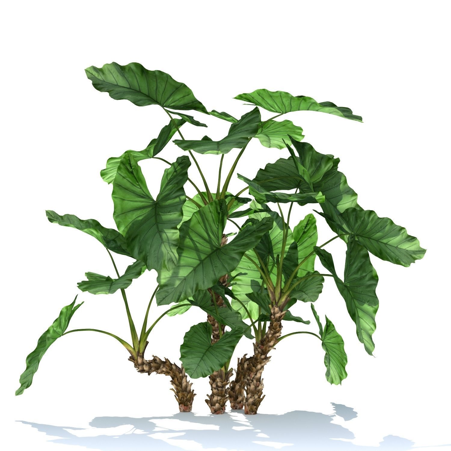 Zagg Alocasia macrorrhiza 3D model_2