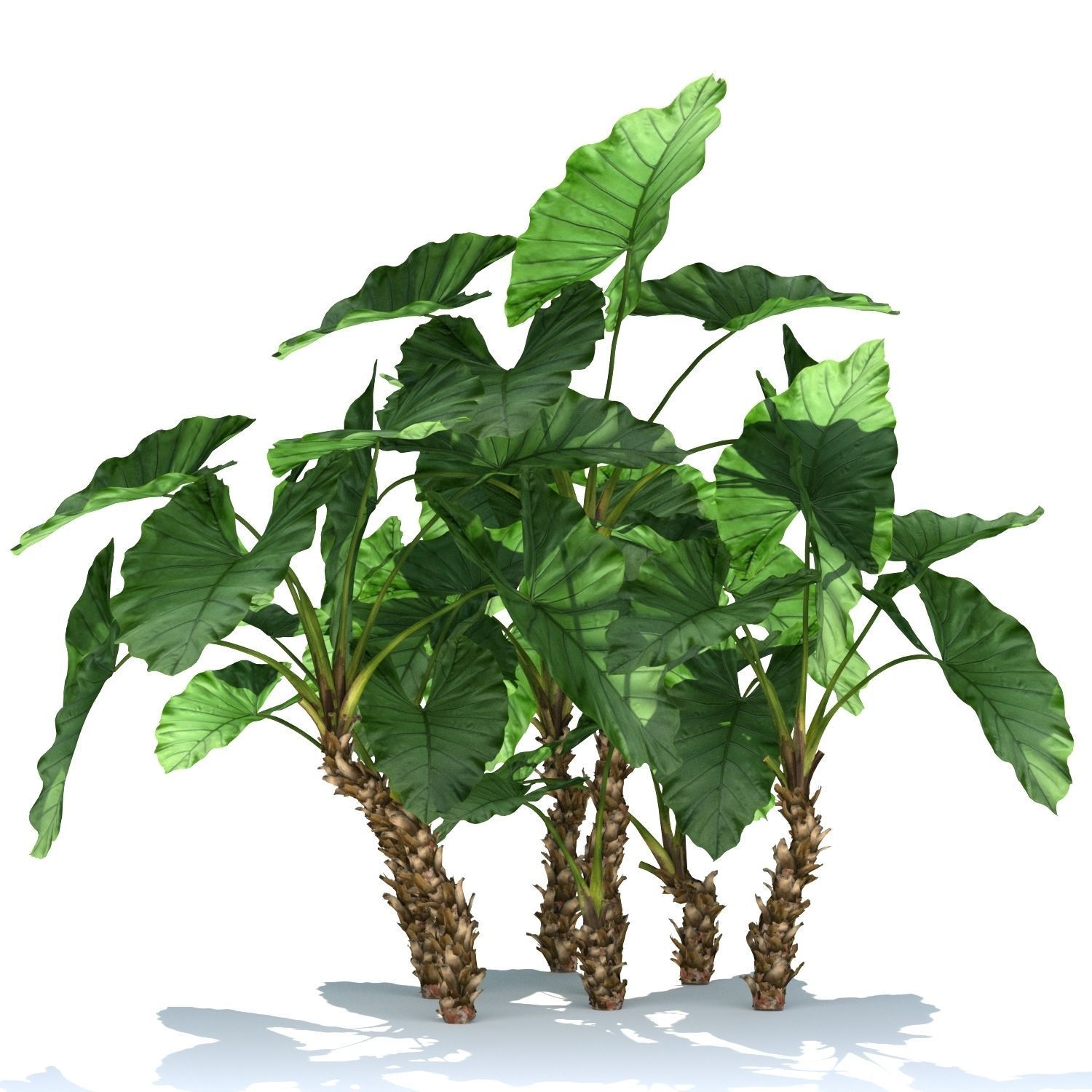 Zagg Alocasia macrorrhiza 3D model_1