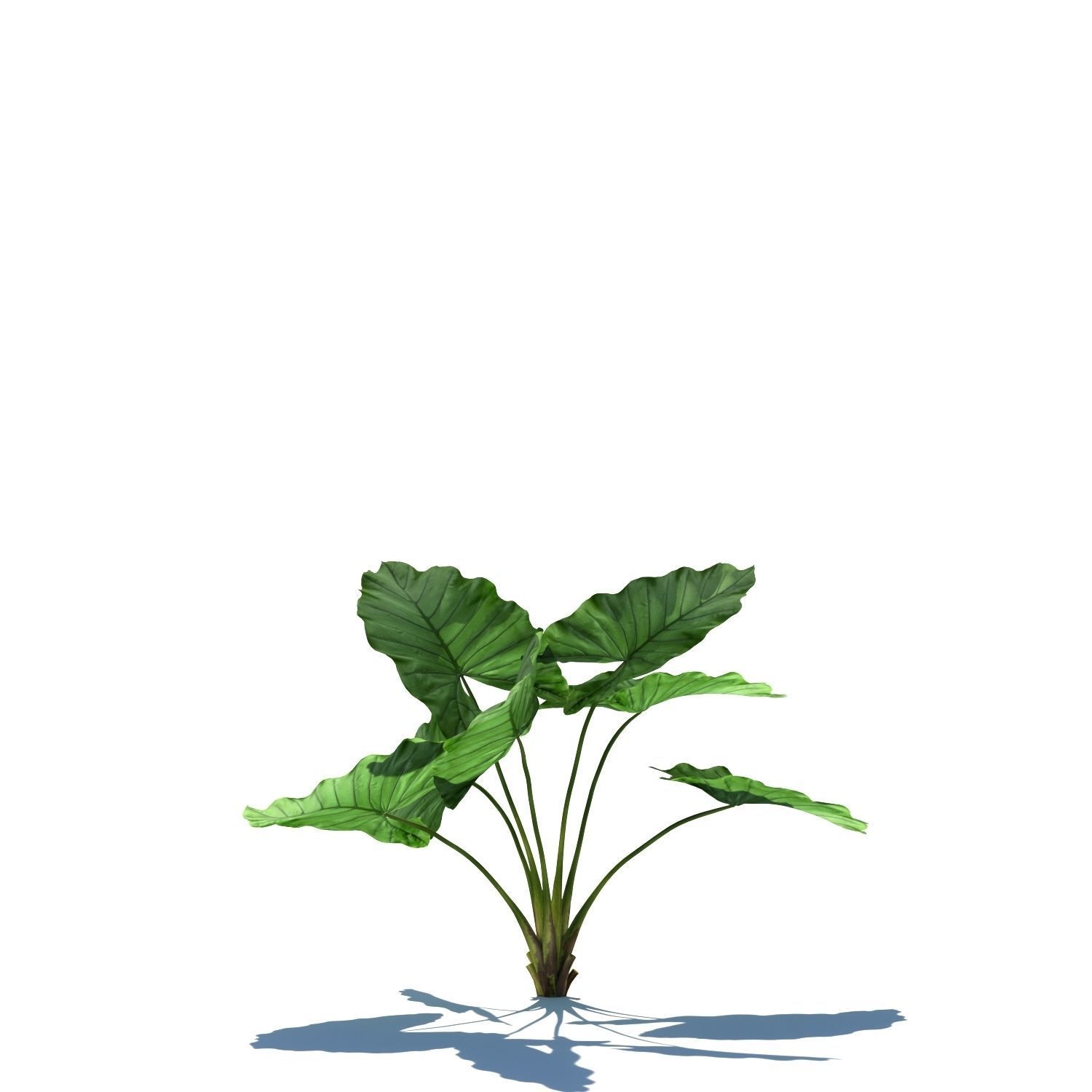 Zagg Alocasia macrorrhiza 3D model_8