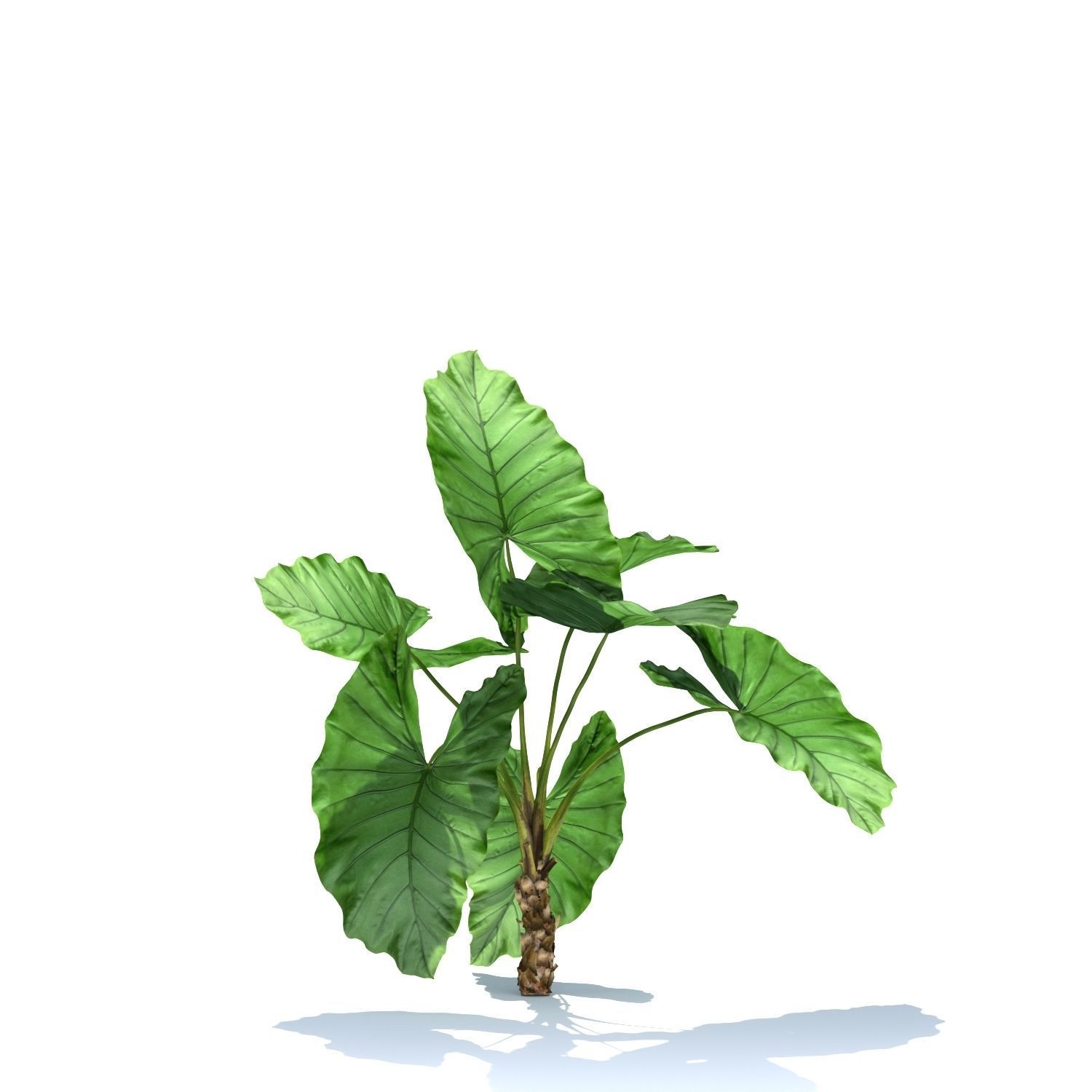 Zagg Alocasia macrorrhiza 3D model_5