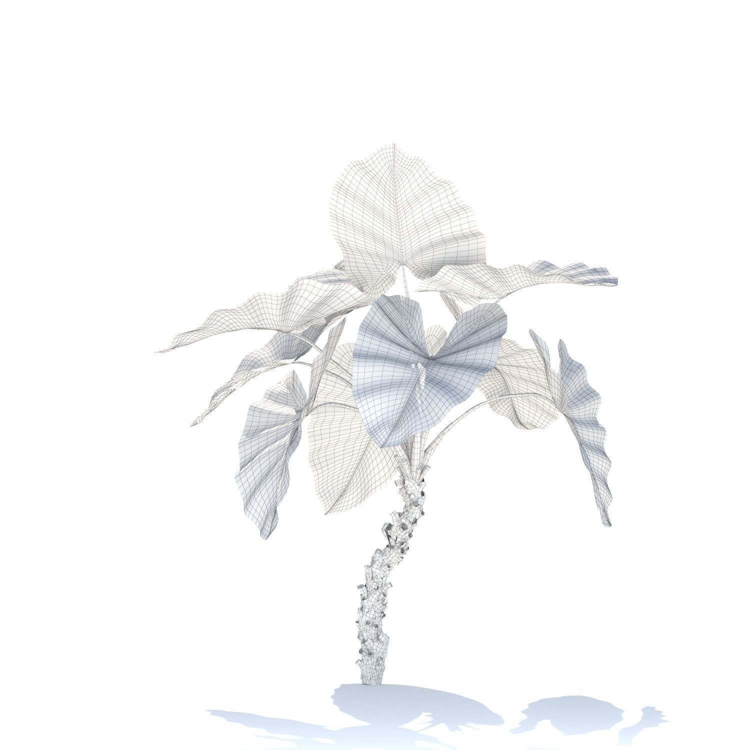 Zagg Alocasia macrorrhiza 3D model_13