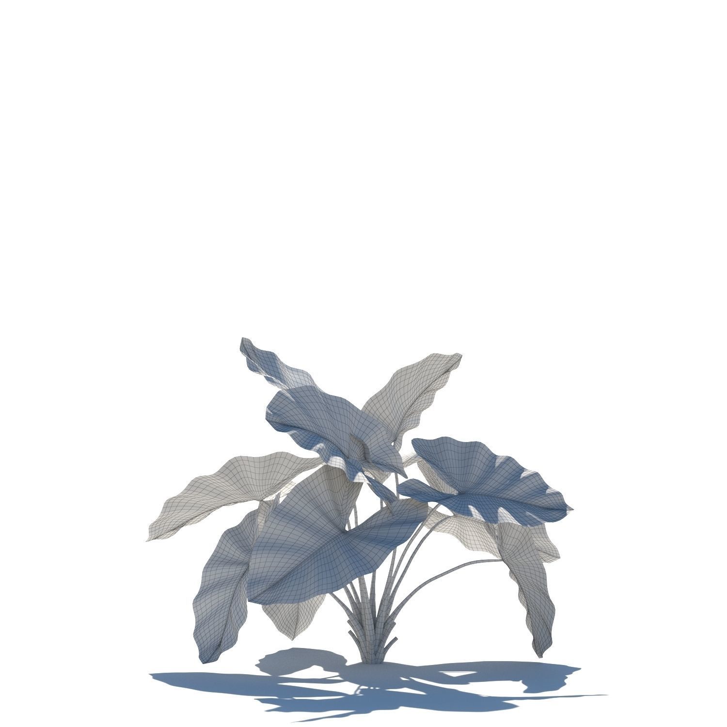 Zagg Alocasia macrorrhiza 3D model_18