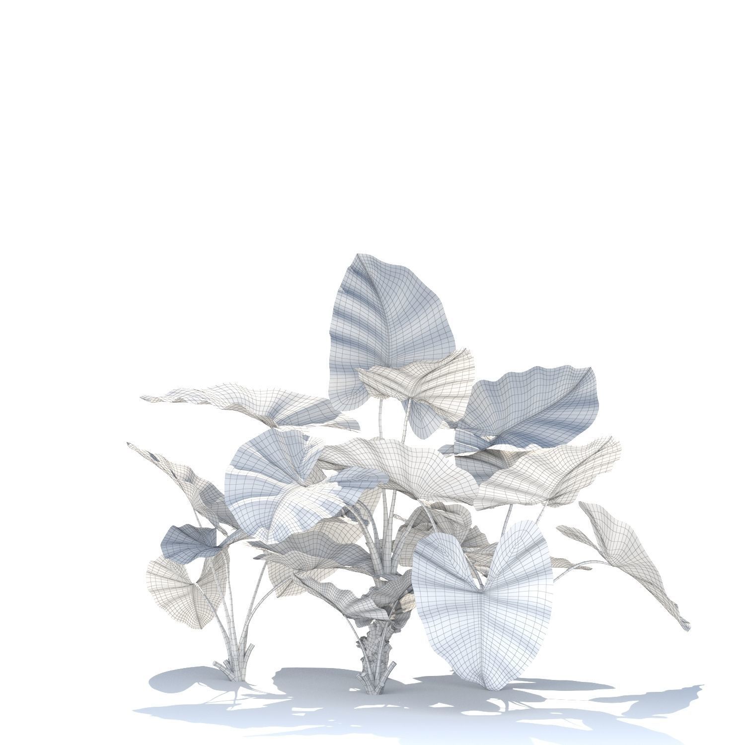 Zagg Alocasia macrorrhiza 3D model_15