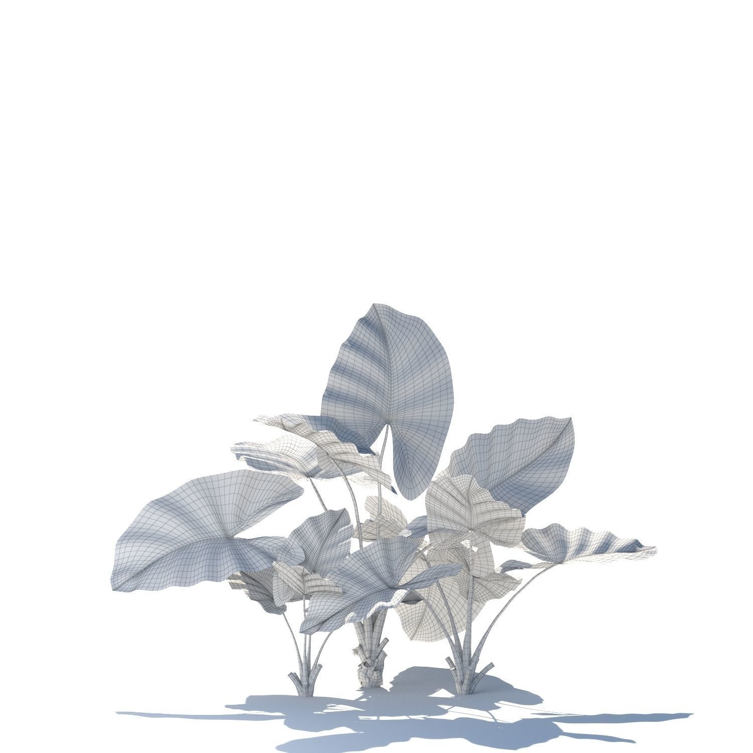 Zagg Alocasia macrorrhiza 3D model_16