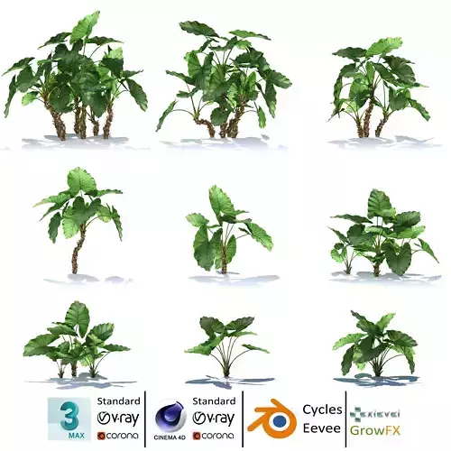 Zagg Alocasia macrorrhiza