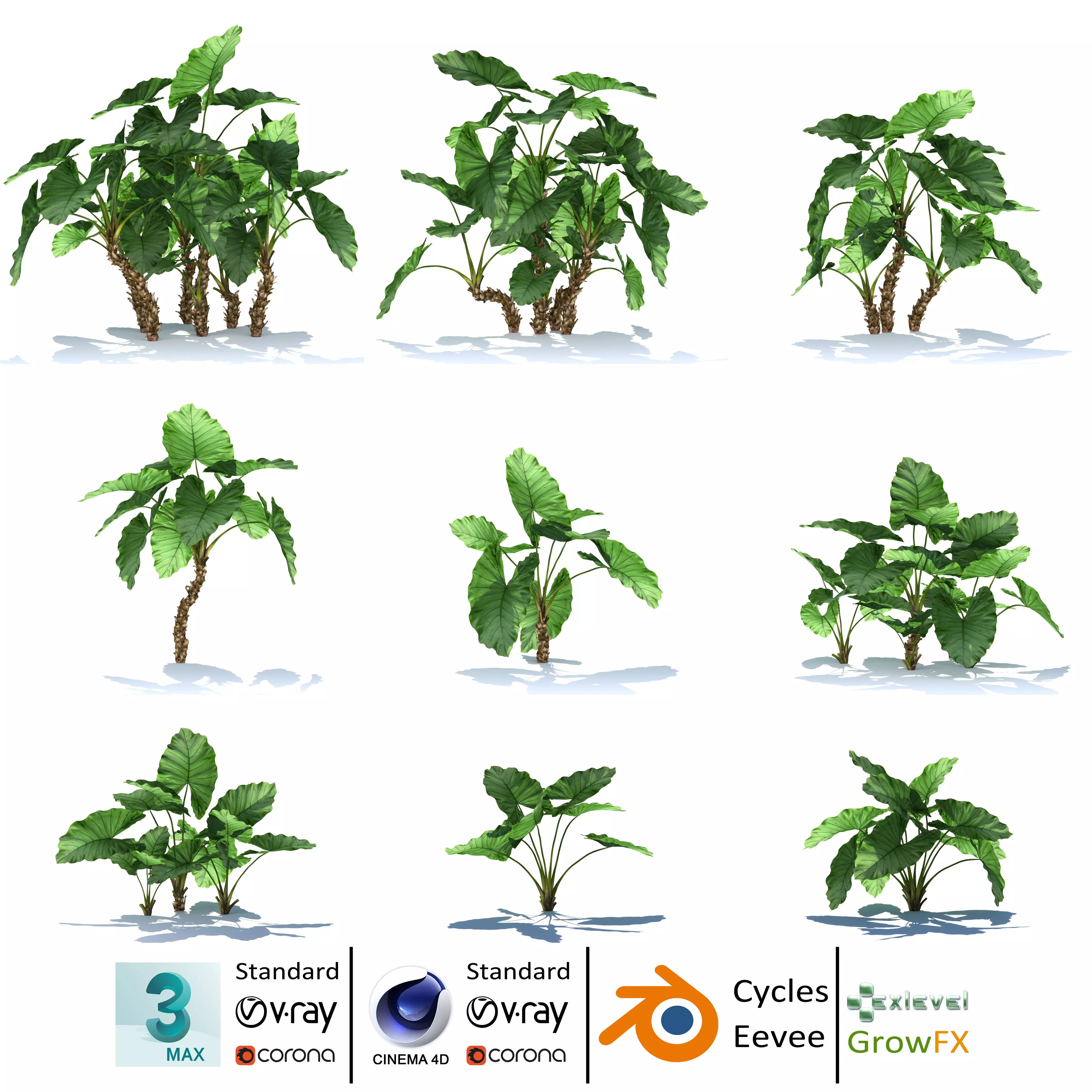 Zagg Alocasia macrorrhiza 3D model_0