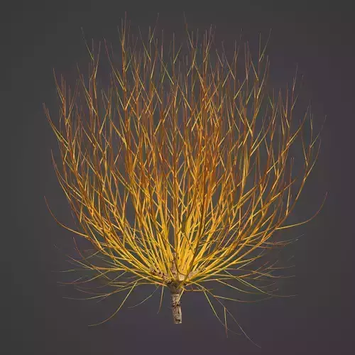 2021 PBR Golden Willow Collection - Salix Alba Vitellina 