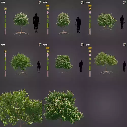 2021 PBR Mexican Lime Collection - Citrus Aurantifolia 