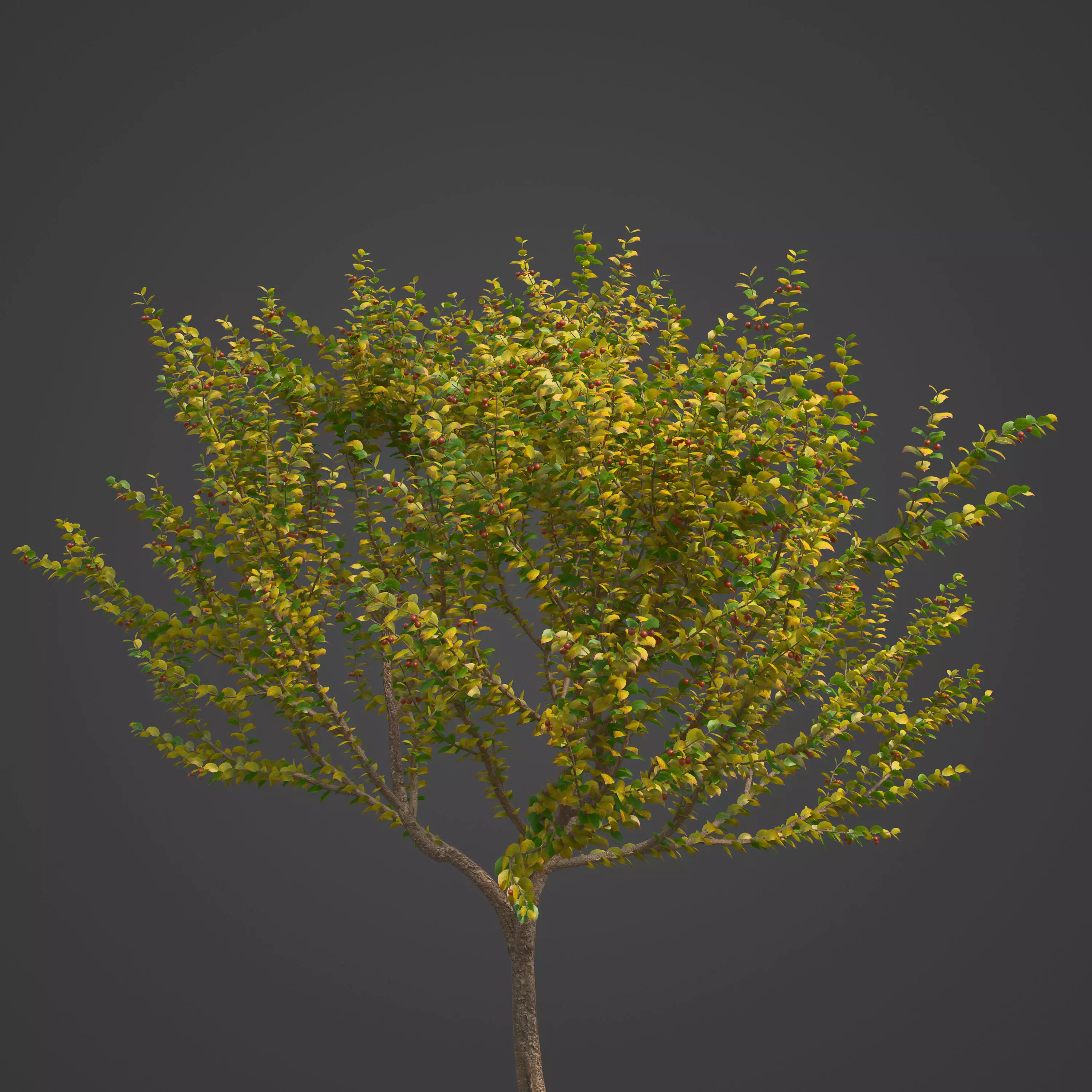 2021 PBR Cornelian Cherry Dogwood Collection - Cornus Mas  3D model_0