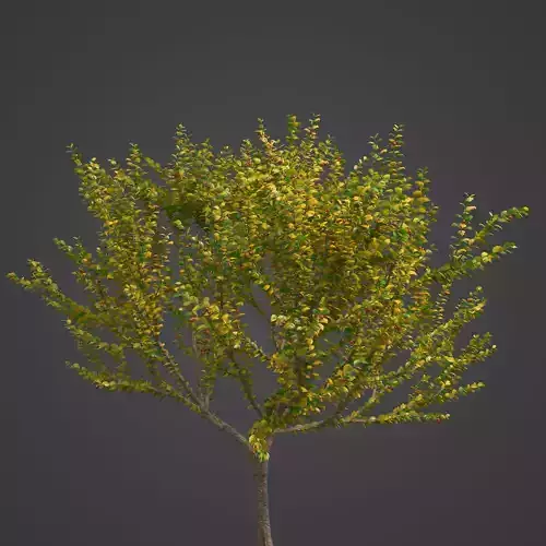 2021 PBR Cornelian Cherry Dogwood Collection - Cornus Mas  3D model