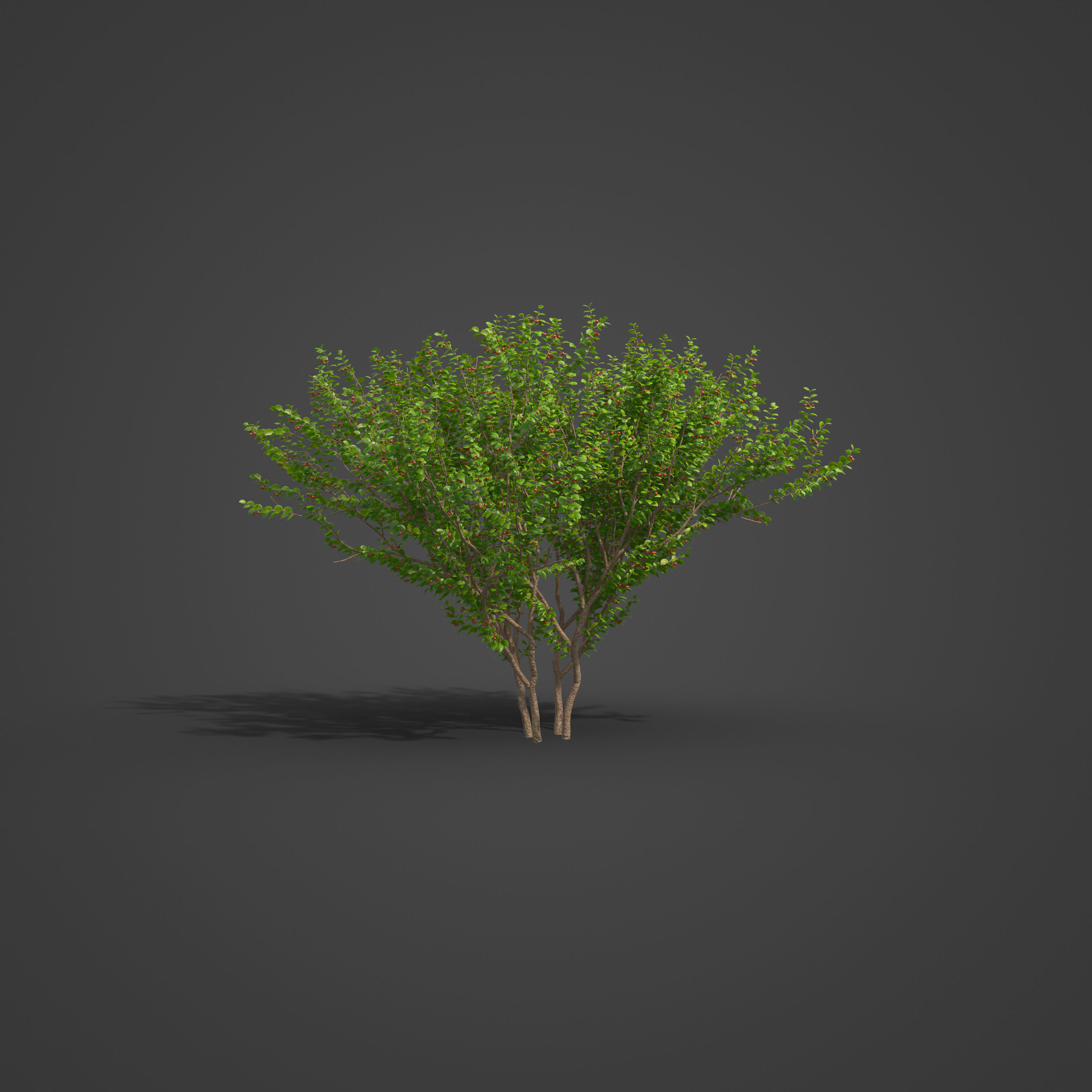 2021 PBR Cornelian Cherry Dogwood Collection - Cornus Mas  3D model_4