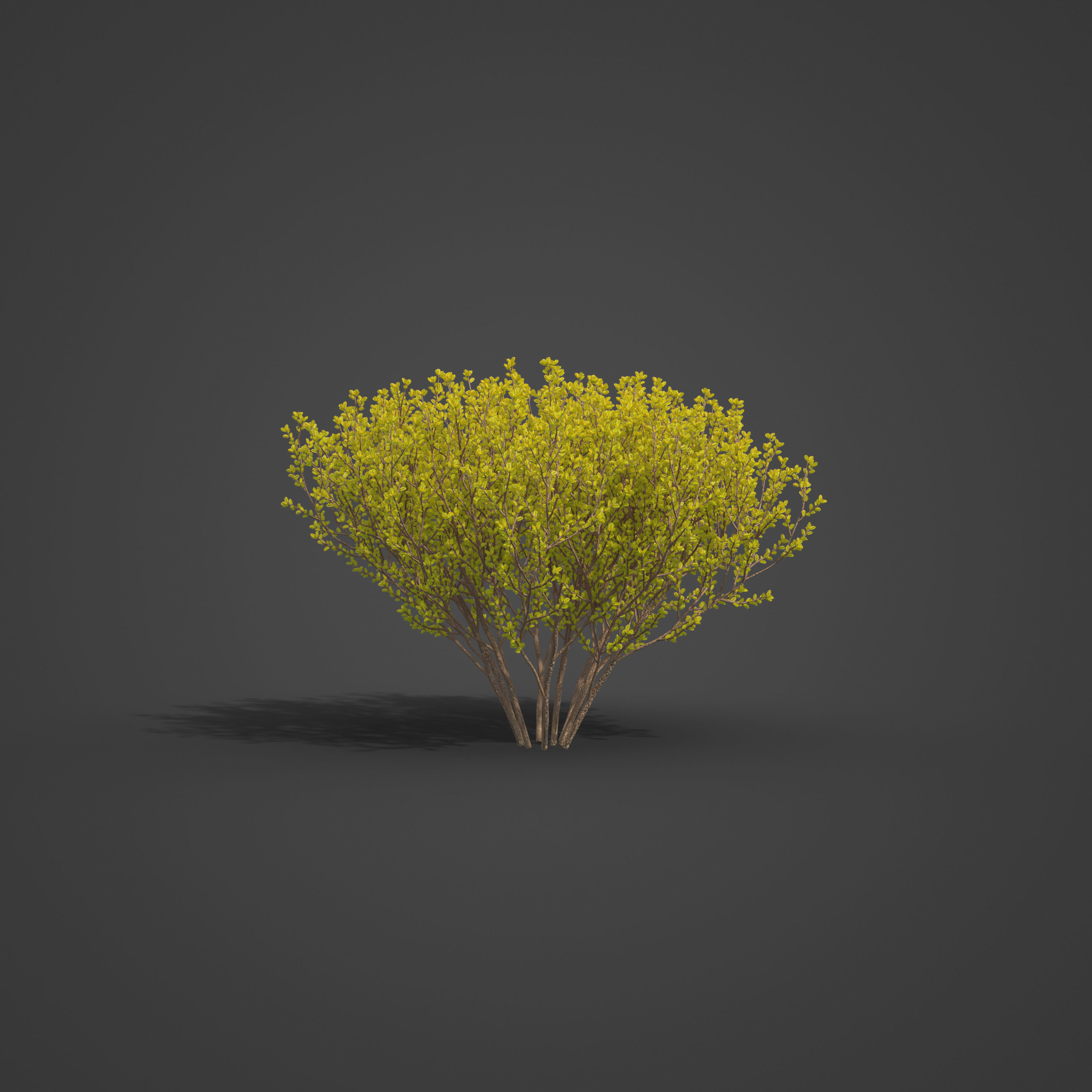 2021 PBR Cornelian Cherry Dogwood Collection - Cornus Mas  3D model_5