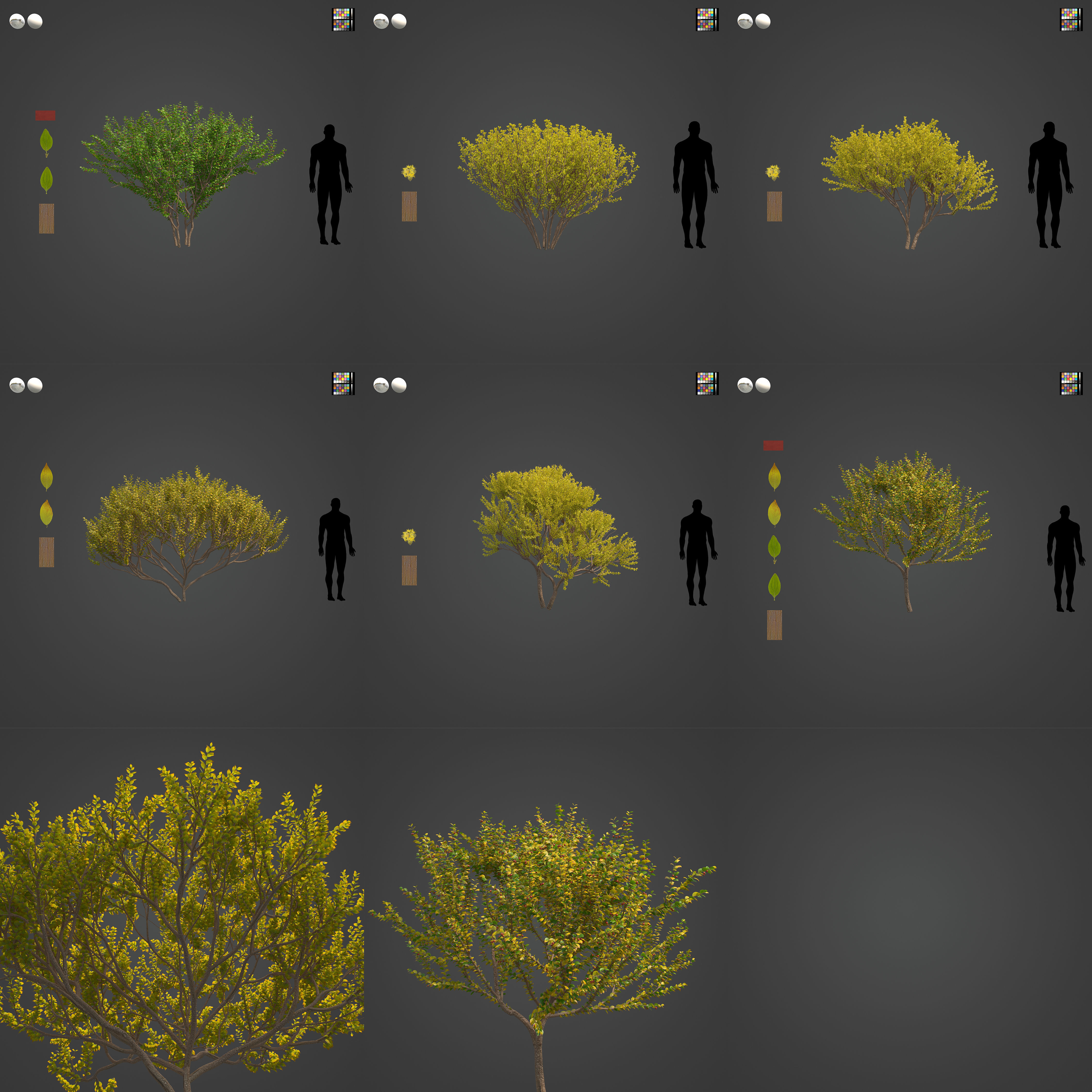 2021 PBR Cornelian Cherry Dogwood Collection - Cornus Mas  3D model_3