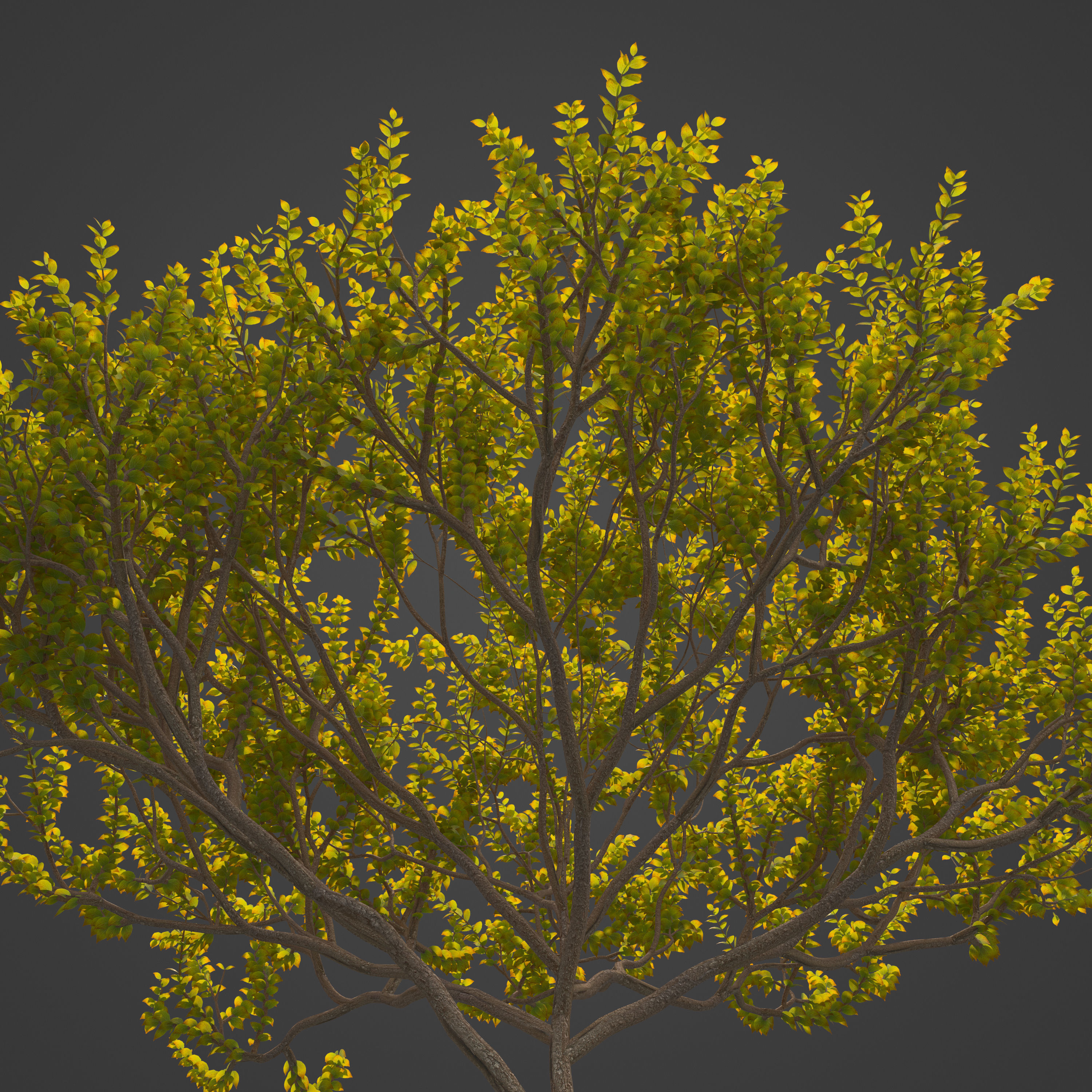 2021 PBR Cornelian Cherry Dogwood Collection - Cornus Mas  3D model_8