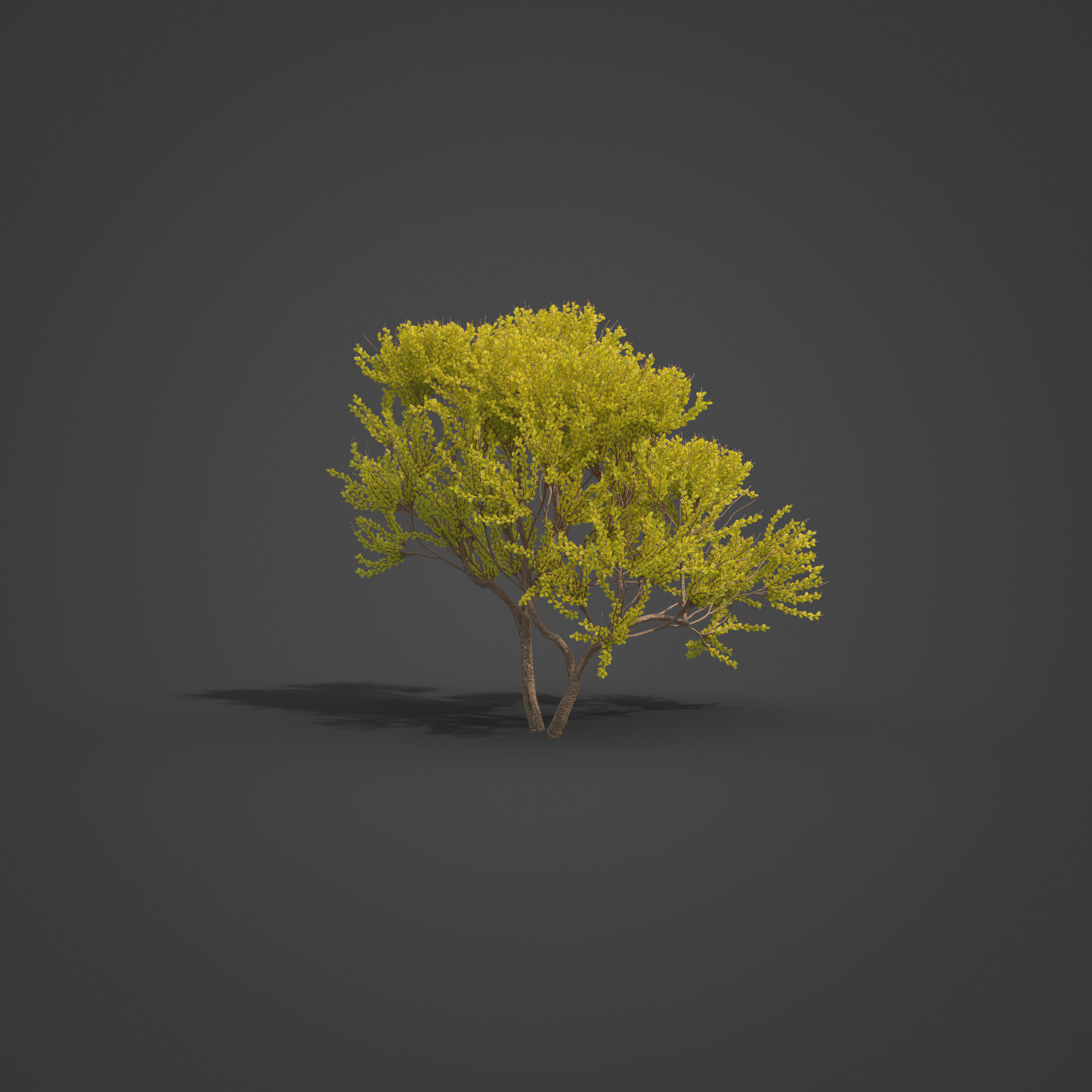 2021 PBR Cornelian Cherry Dogwood Collection - Cornus Mas  3D model_7
