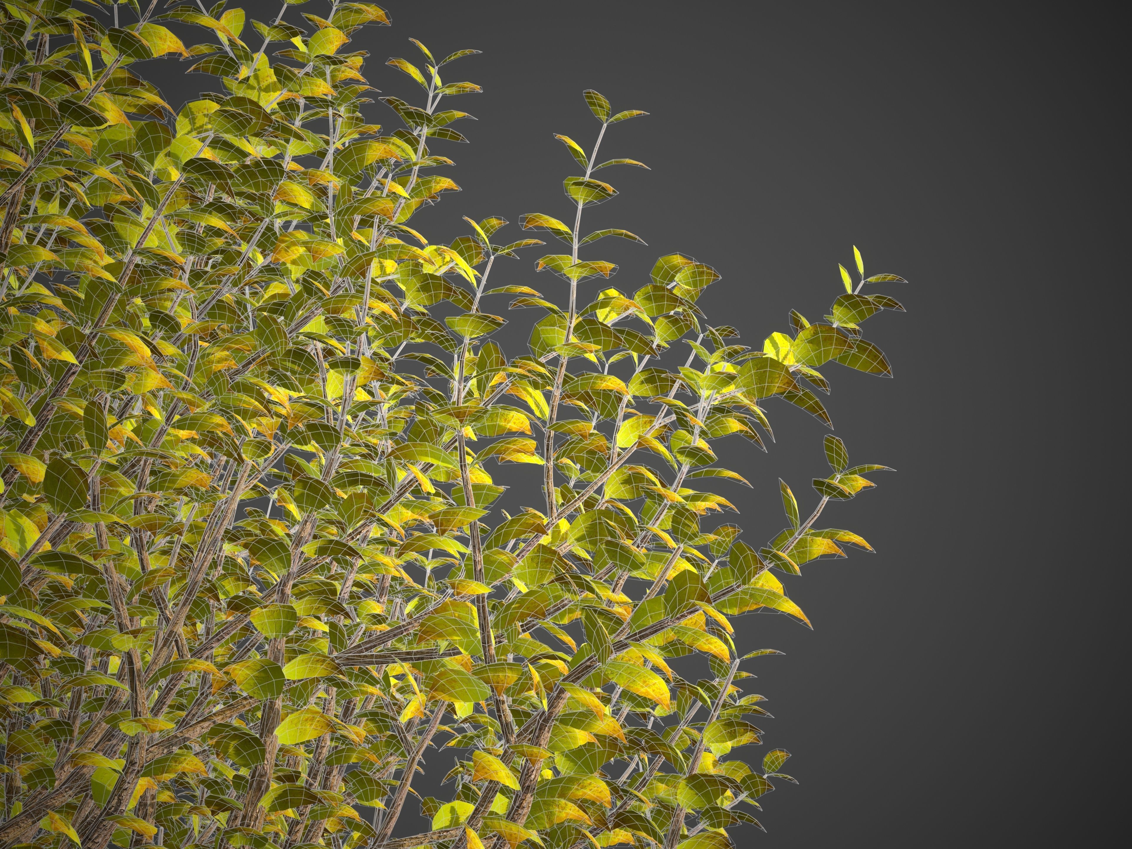 2021 PBR Cornelian Cherry Dogwood Collection - Cornus Mas  3D model_9