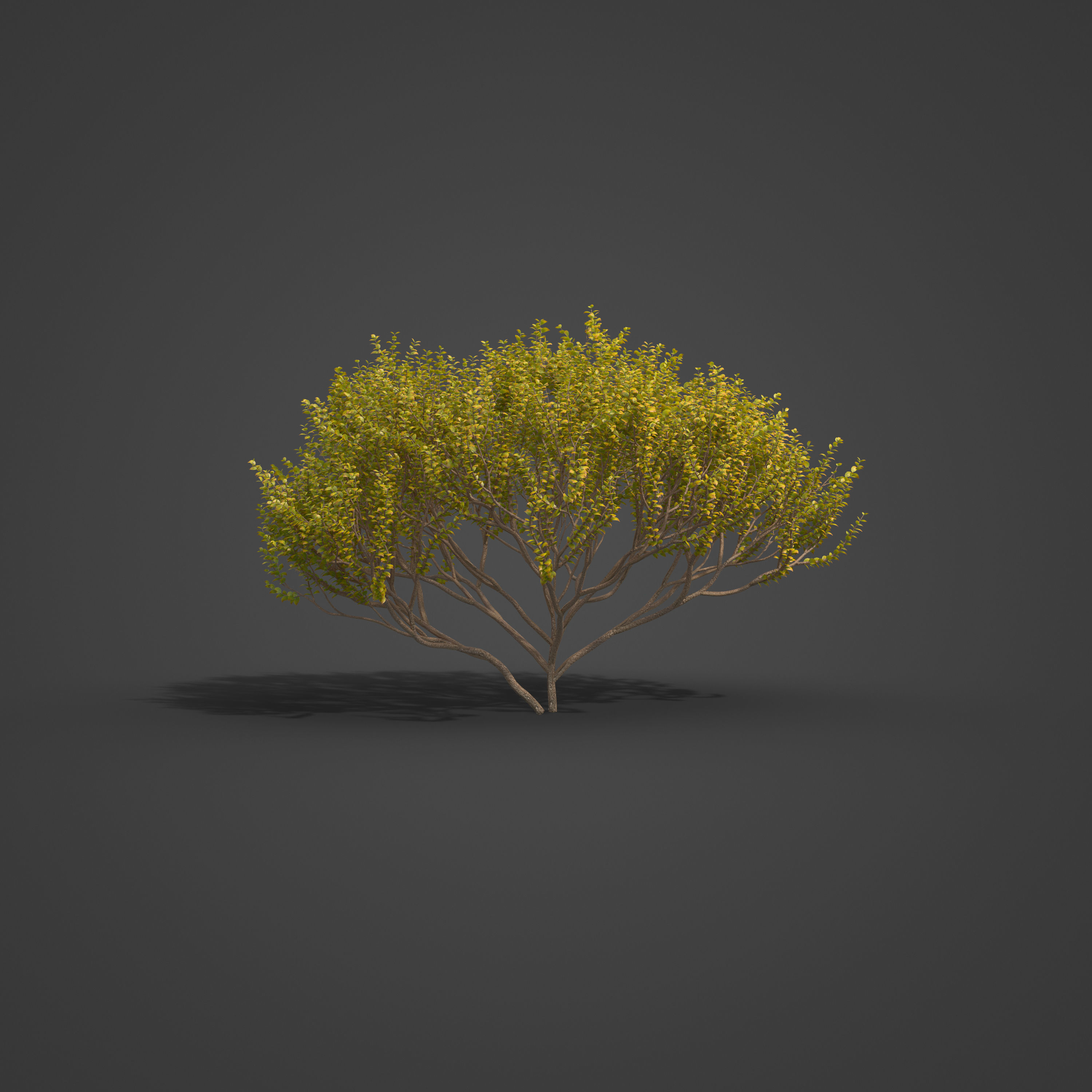 2021 PBR Cornelian Cherry Dogwood Collection - Cornus Mas  3D model_6
