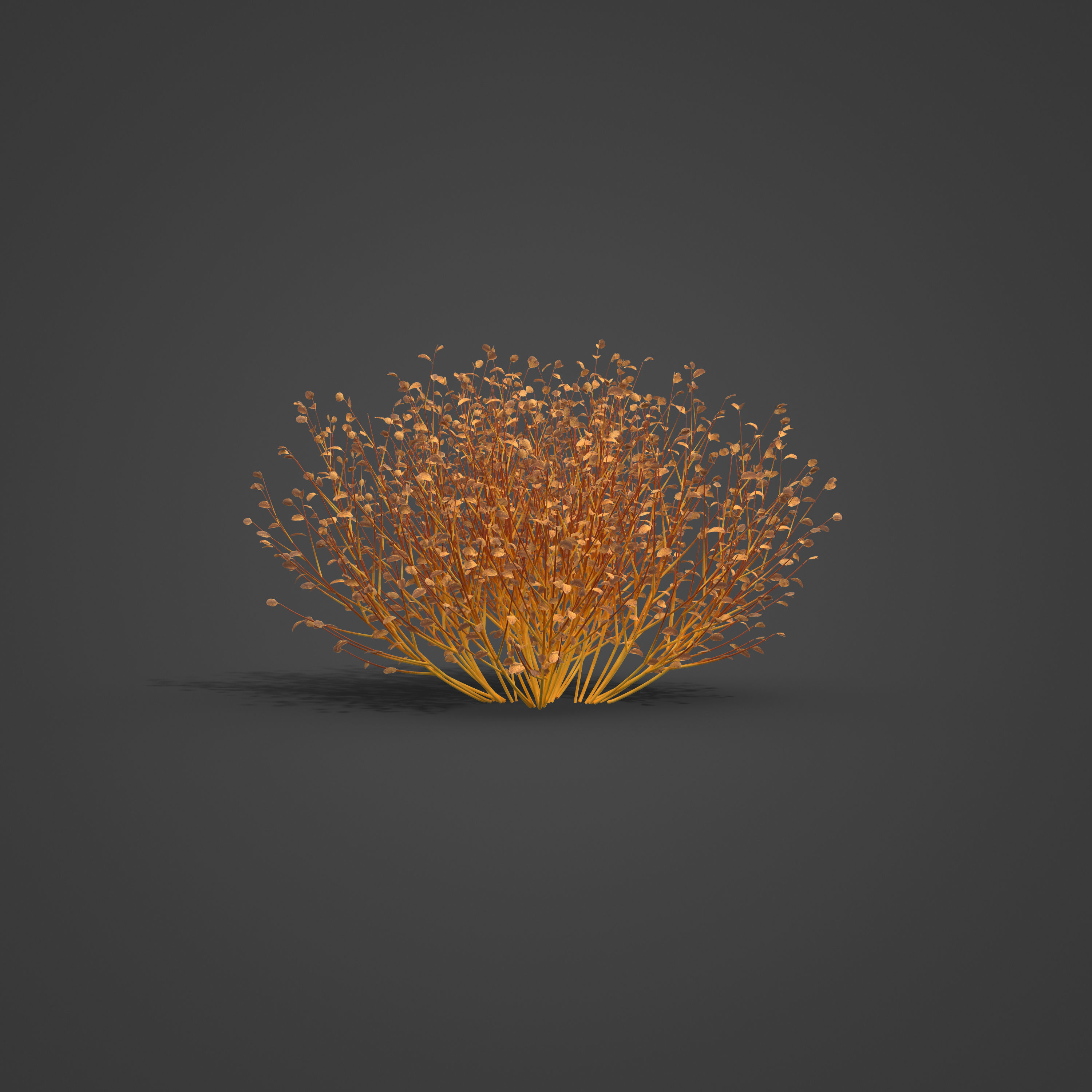 2021 PBR Bloodtwig Dogwood Collection - Cornus Sanguinea 3D model_7