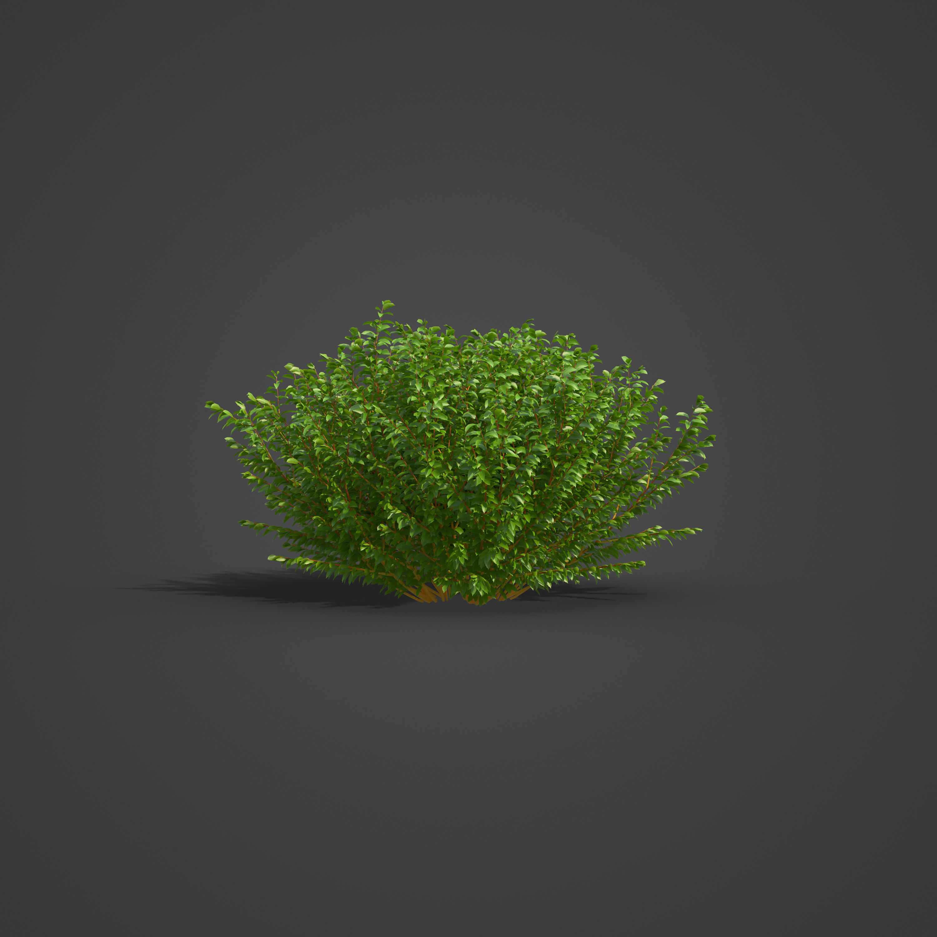 2021 PBR Bloodtwig Dogwood Collection - Cornus Sanguinea 3D model_6