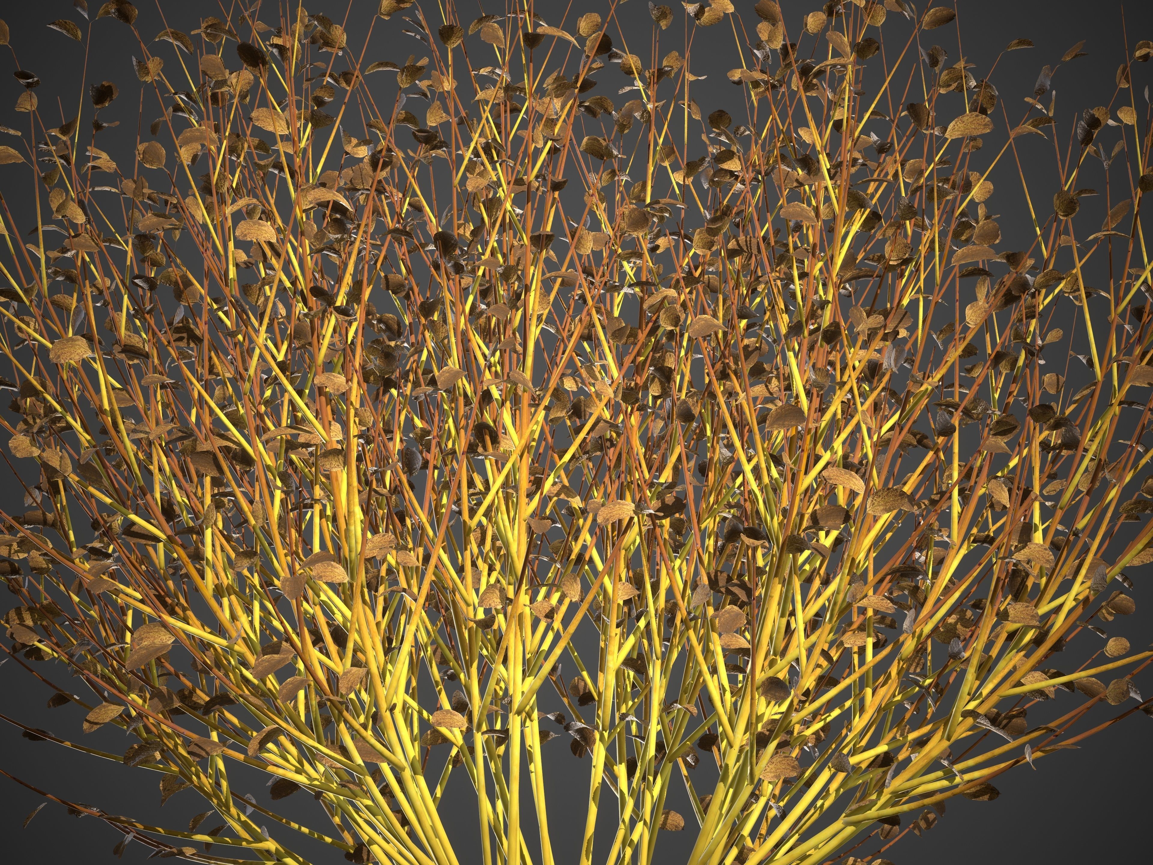 2021 PBR Bloodtwig Dogwood Collection - Cornus Sanguinea 3D model_9