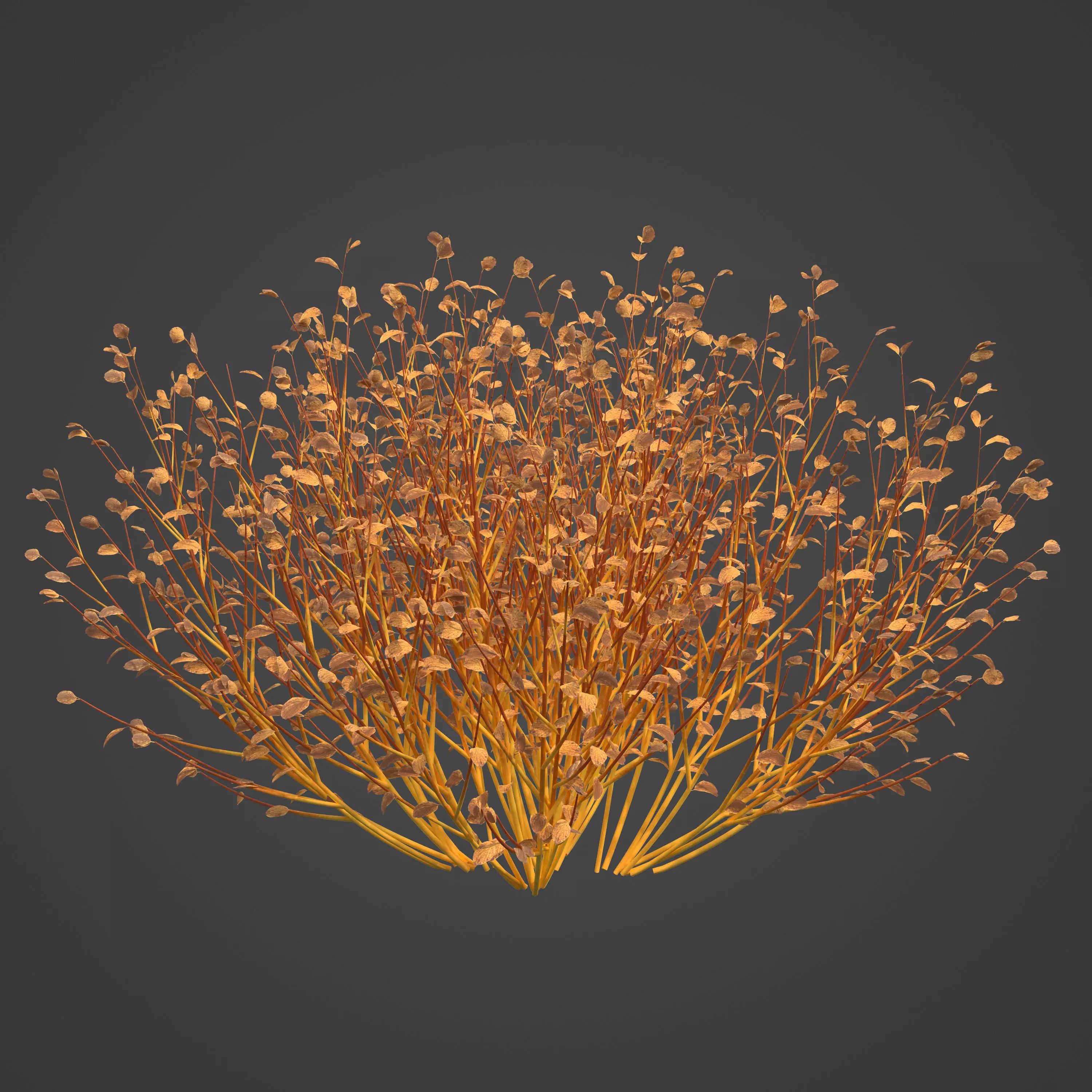 2021 PBR Bloodtwig Dogwood Collection - Cornus Sanguinea 3D model_0