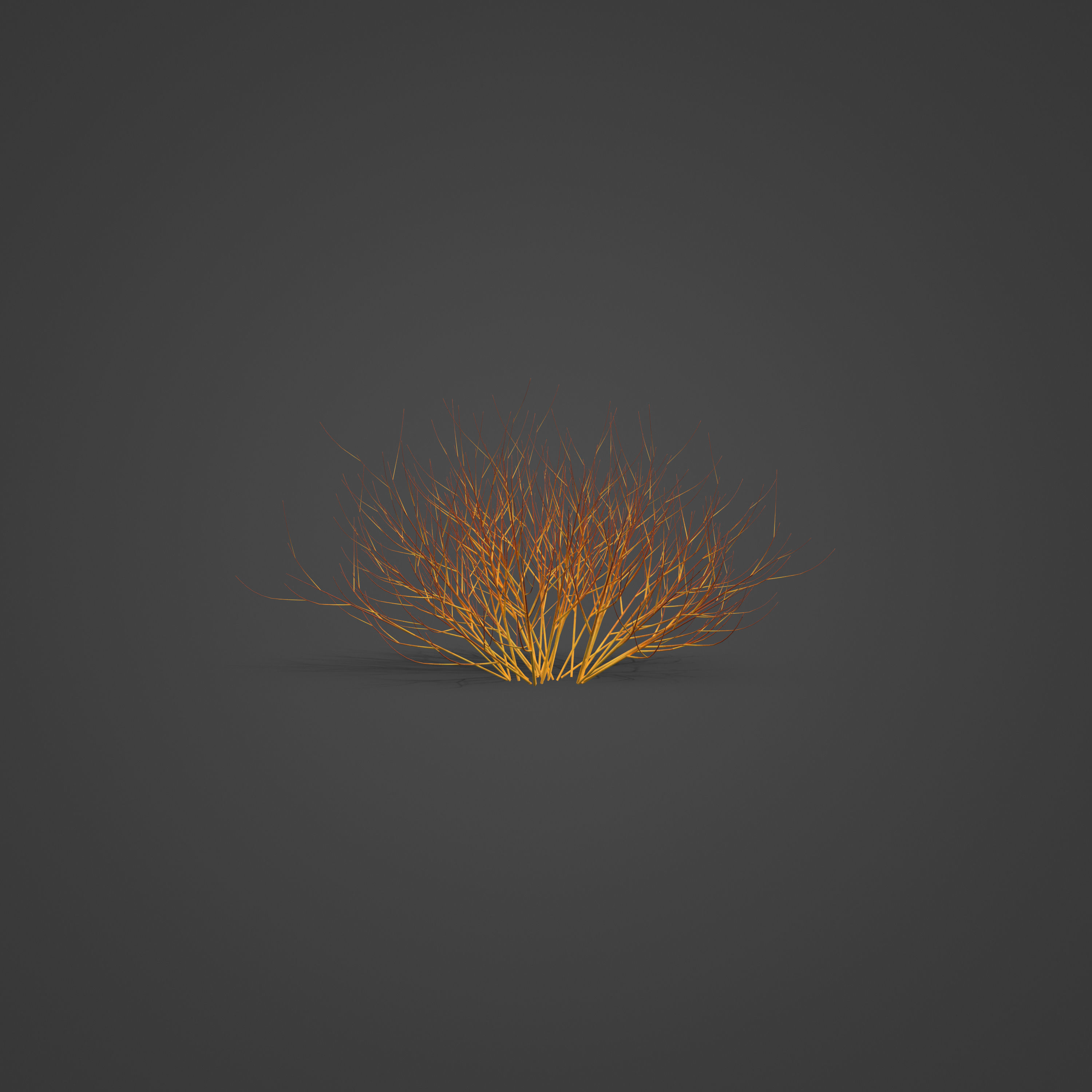 2021 PBR Bloodtwig Dogwood Collection - Cornus Sanguinea 3D model_4