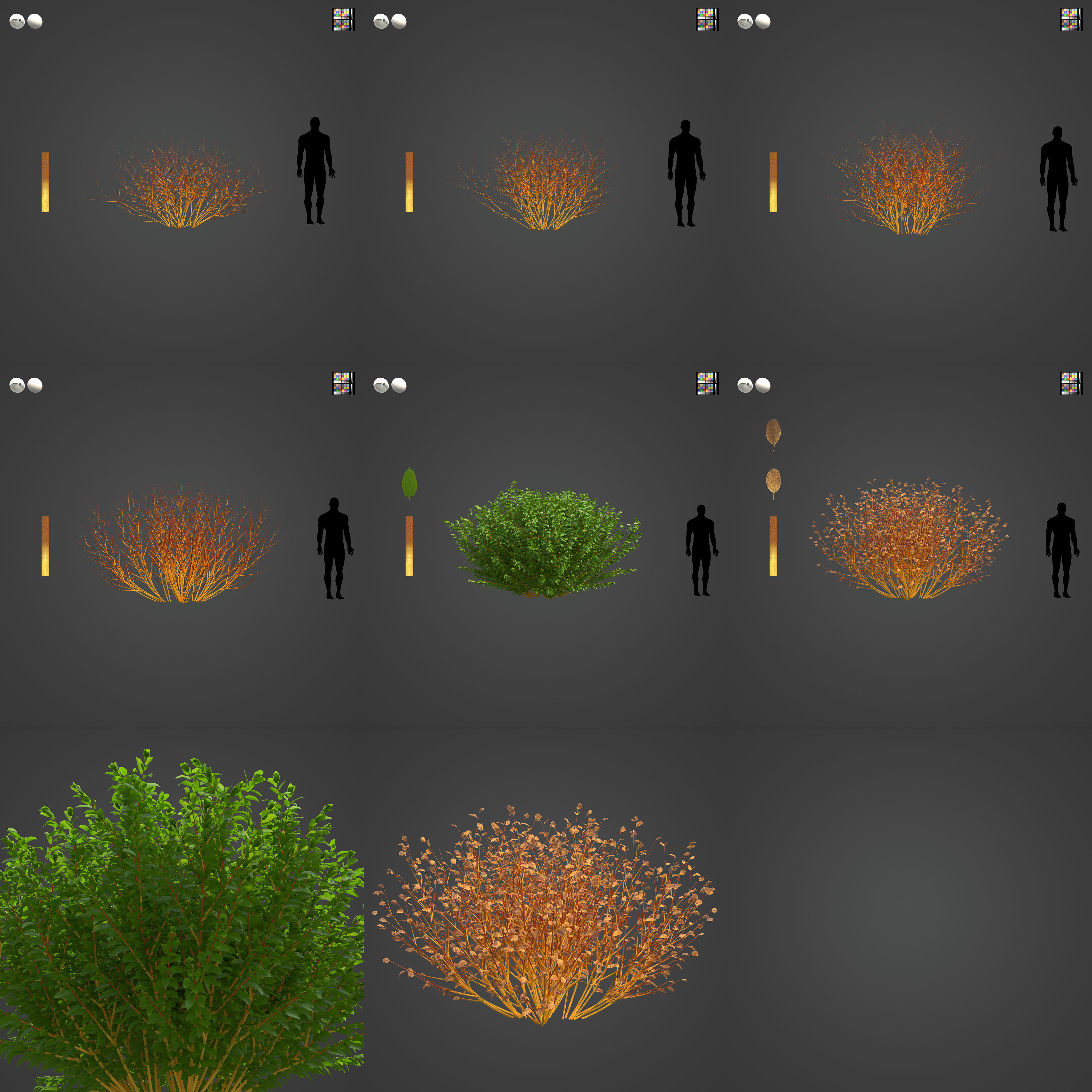 2021 PBR Bloodtwig Dogwood Collection - Cornus Sanguinea 3D model_3